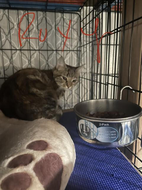 Roxy, Adoptable, Young Female Domestic Short Hair.