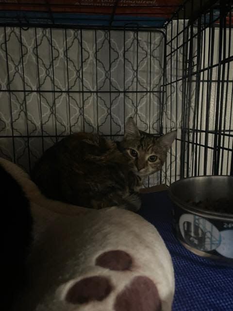 Roxy, a Adoptable Domestic Short Hair in Telford, PA image 2/7