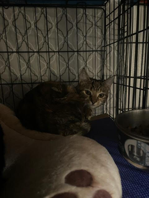 Roxy, a Adoptable Domestic Short Hair in Telford, PA image 3/7