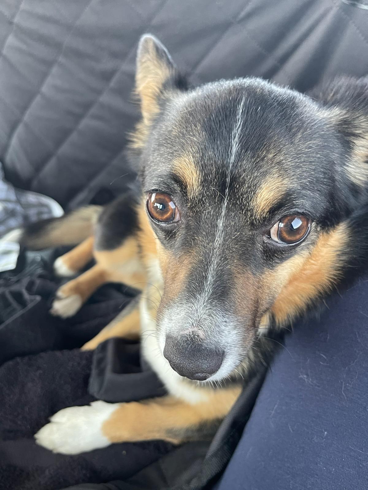 Enlarge Dolly, a Adopted mixed breed in Clarion, IA image 1/1