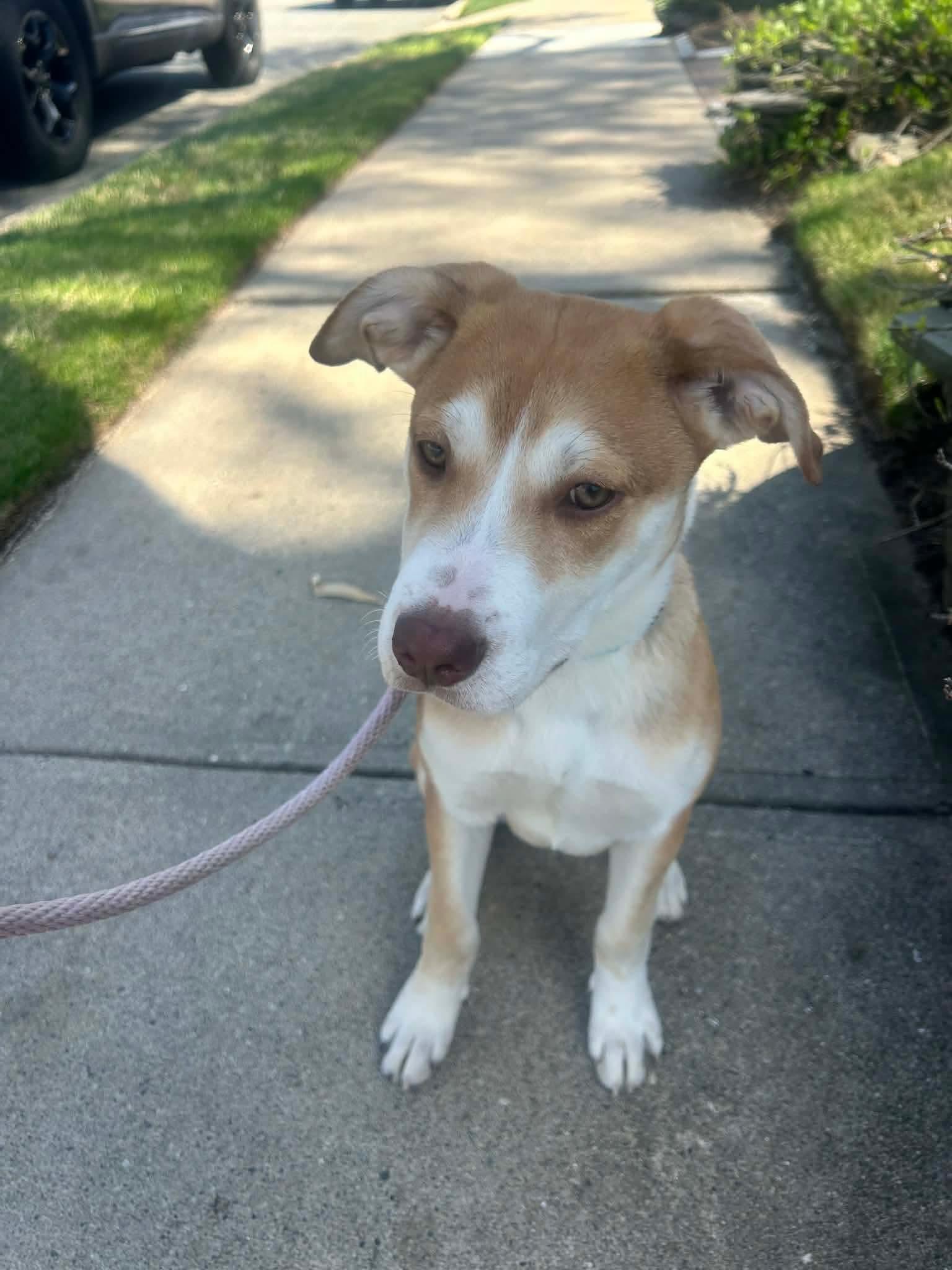 Enlarge Angel, an adopted mixed breed in Westwood, NJ image 1/4