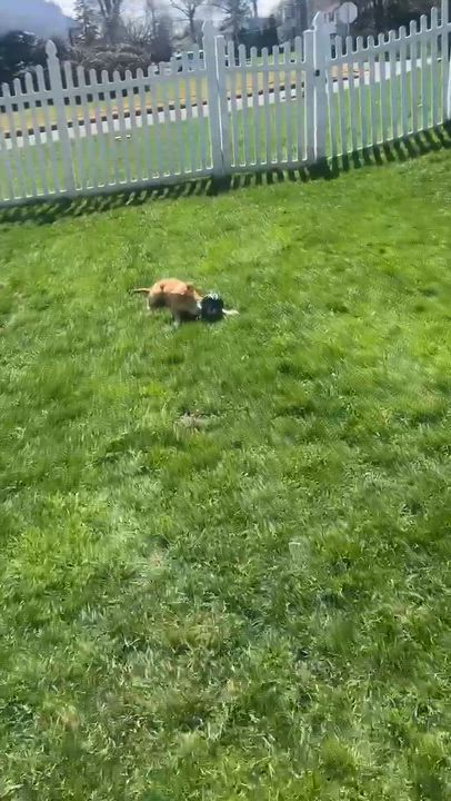 Enlarge Angel, an adopted mixed breed in Westwood, NJ video 3/4
