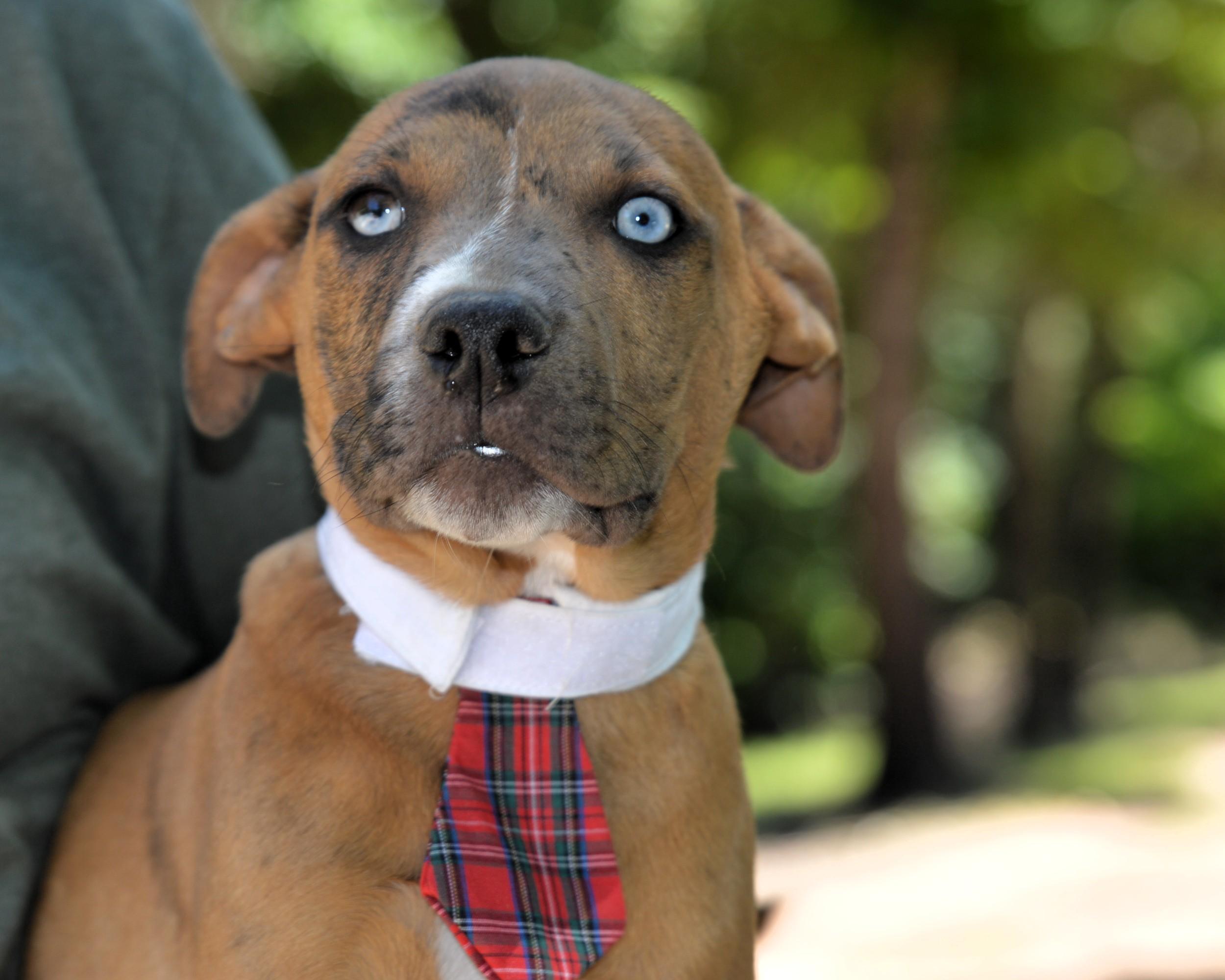HARRY, adopted, Puppy Male Terrier & Labrador Retriever.