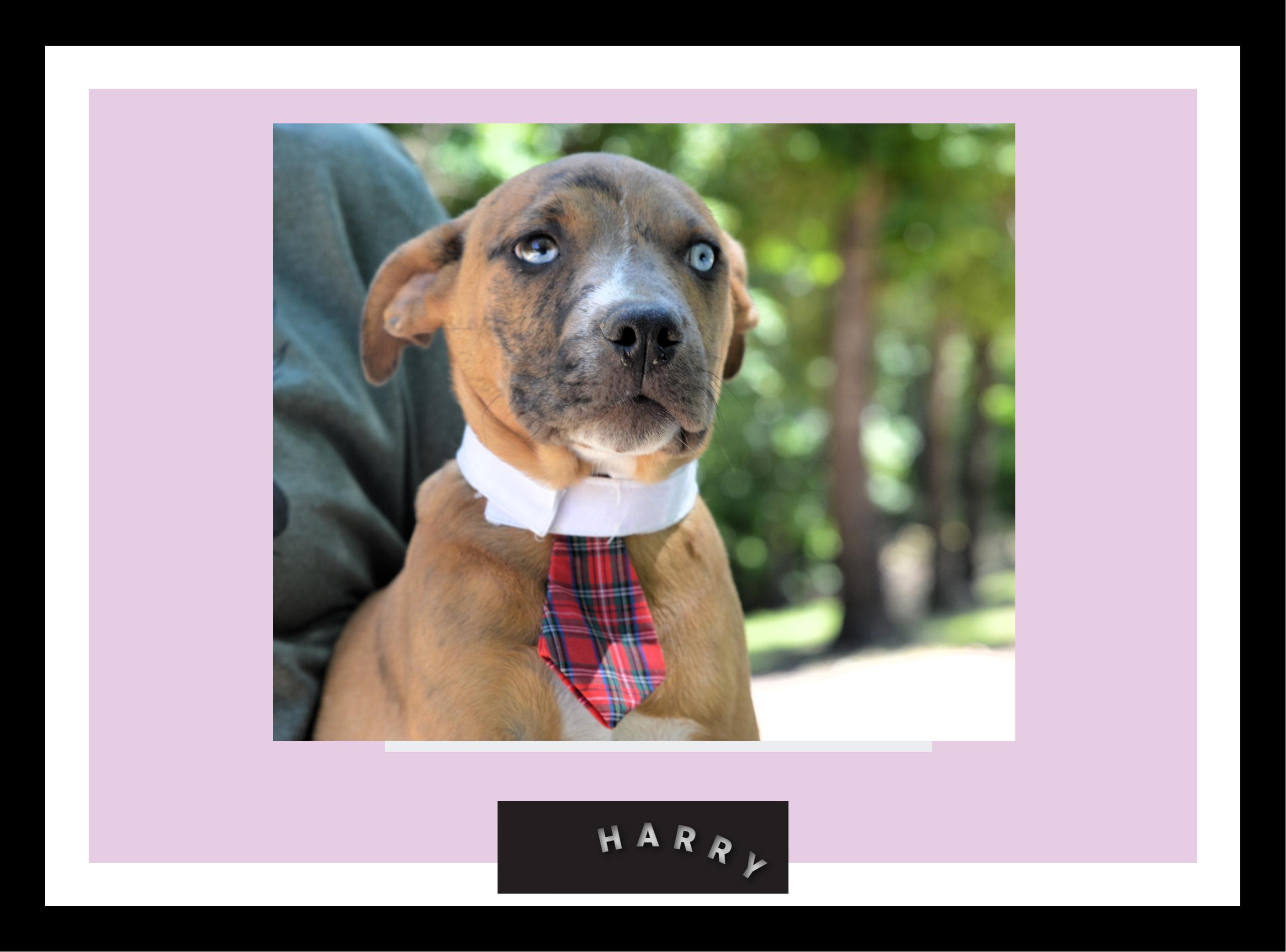 Enlarge HARRY, an adopted mixed breed in Bristol, CT image 2/6