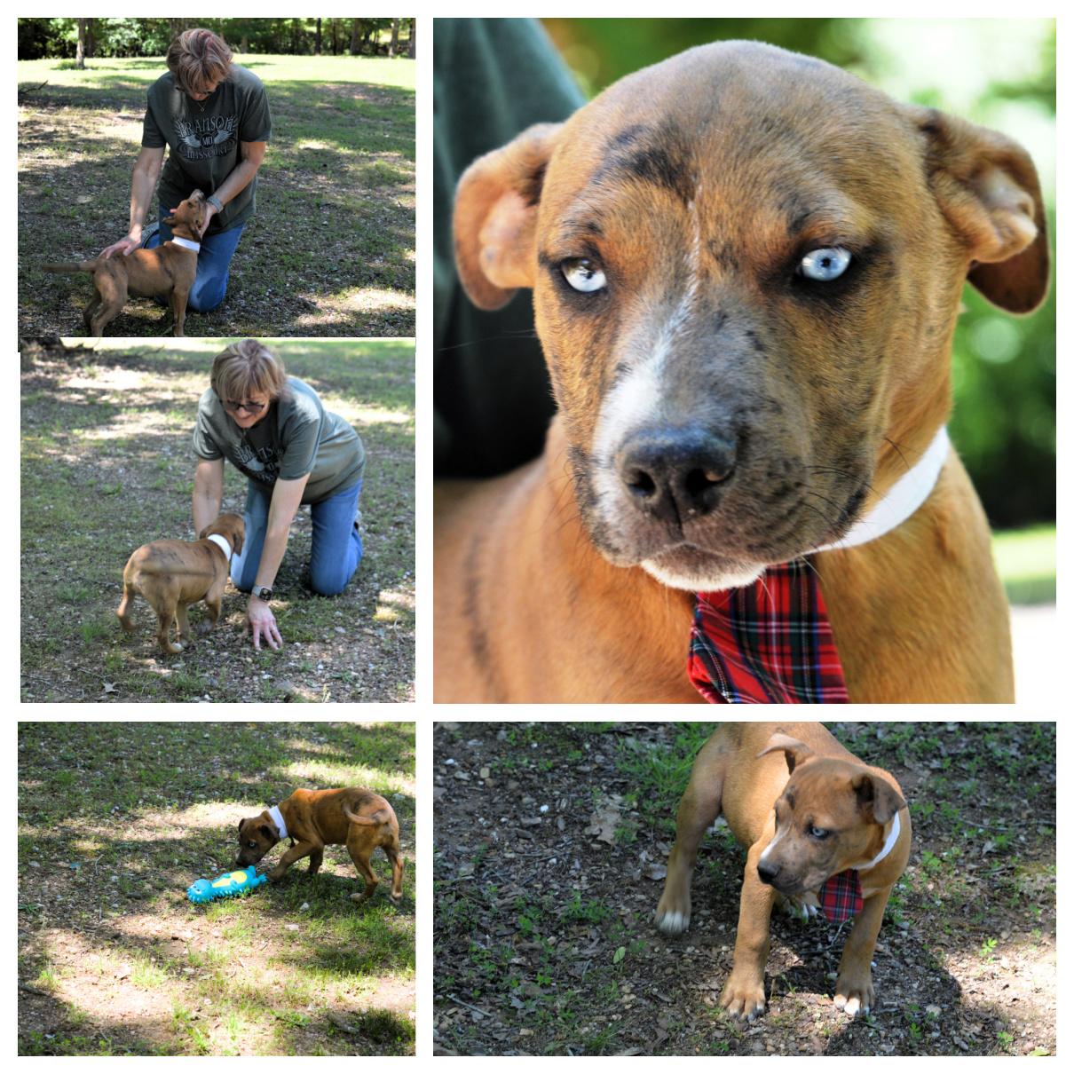 Enlarge HARRY, an adopted mixed breed in Bristol, CT image 5/6
