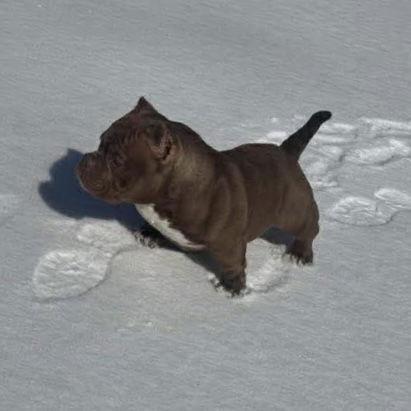 Nala, Adoptable, Adult Female American Bulldog.