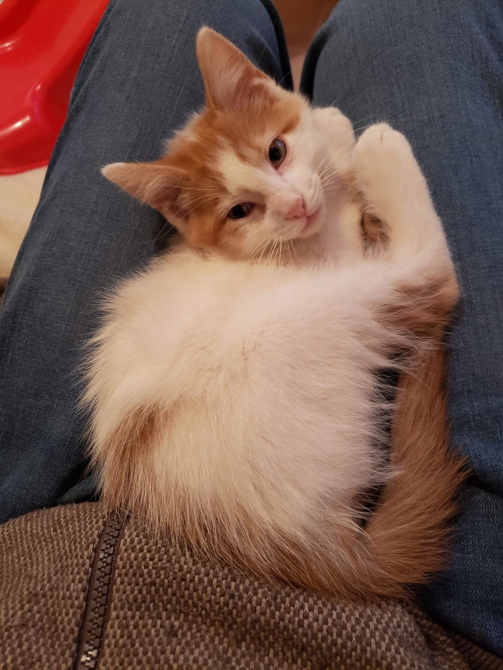 Garrett, Adoptable, Kitten Male Domestic Medium Hair.