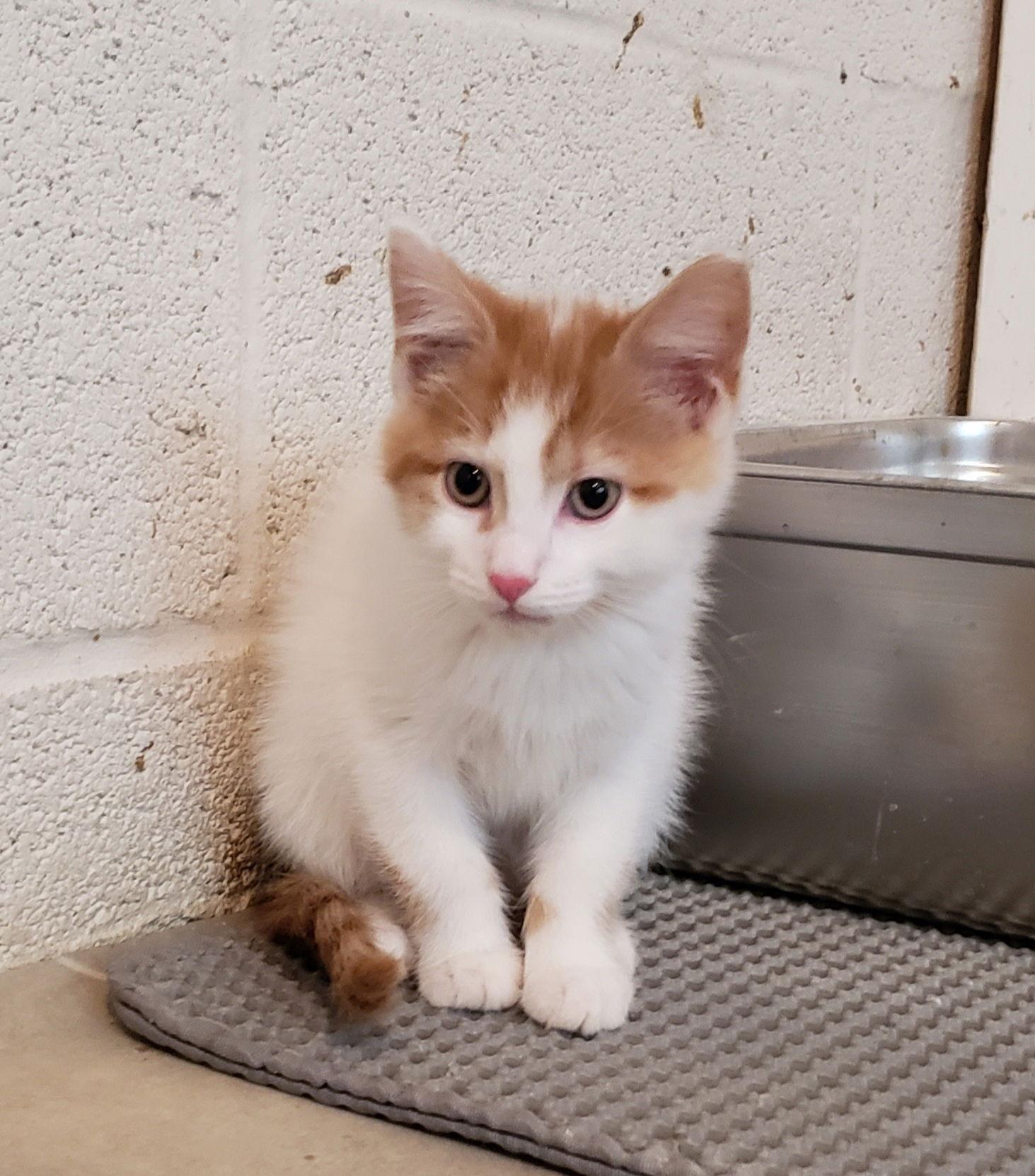 Enlarge Garrett, a Adoptable Domestic Medium Hair in Cuyahoga Falls, OH image 2/2