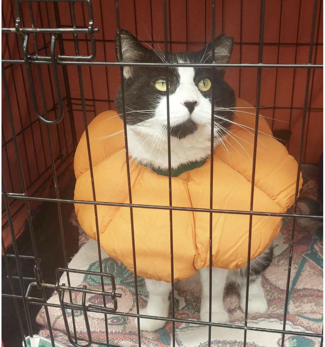 Sam, a Adoptable Domestic Short Hair in Acushnet, MA image 2/6