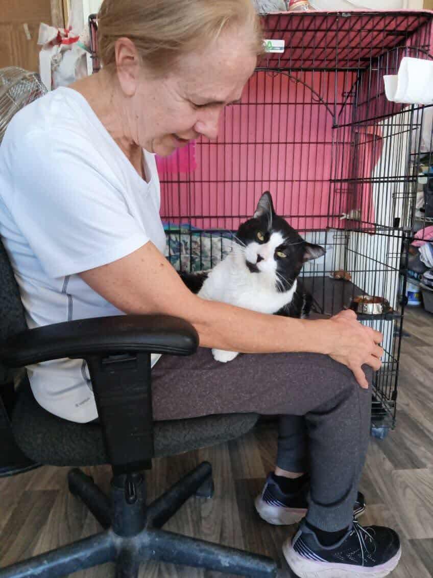 Sam, a Adoptable Domestic Short Hair in Acushnet, MA image 3/6