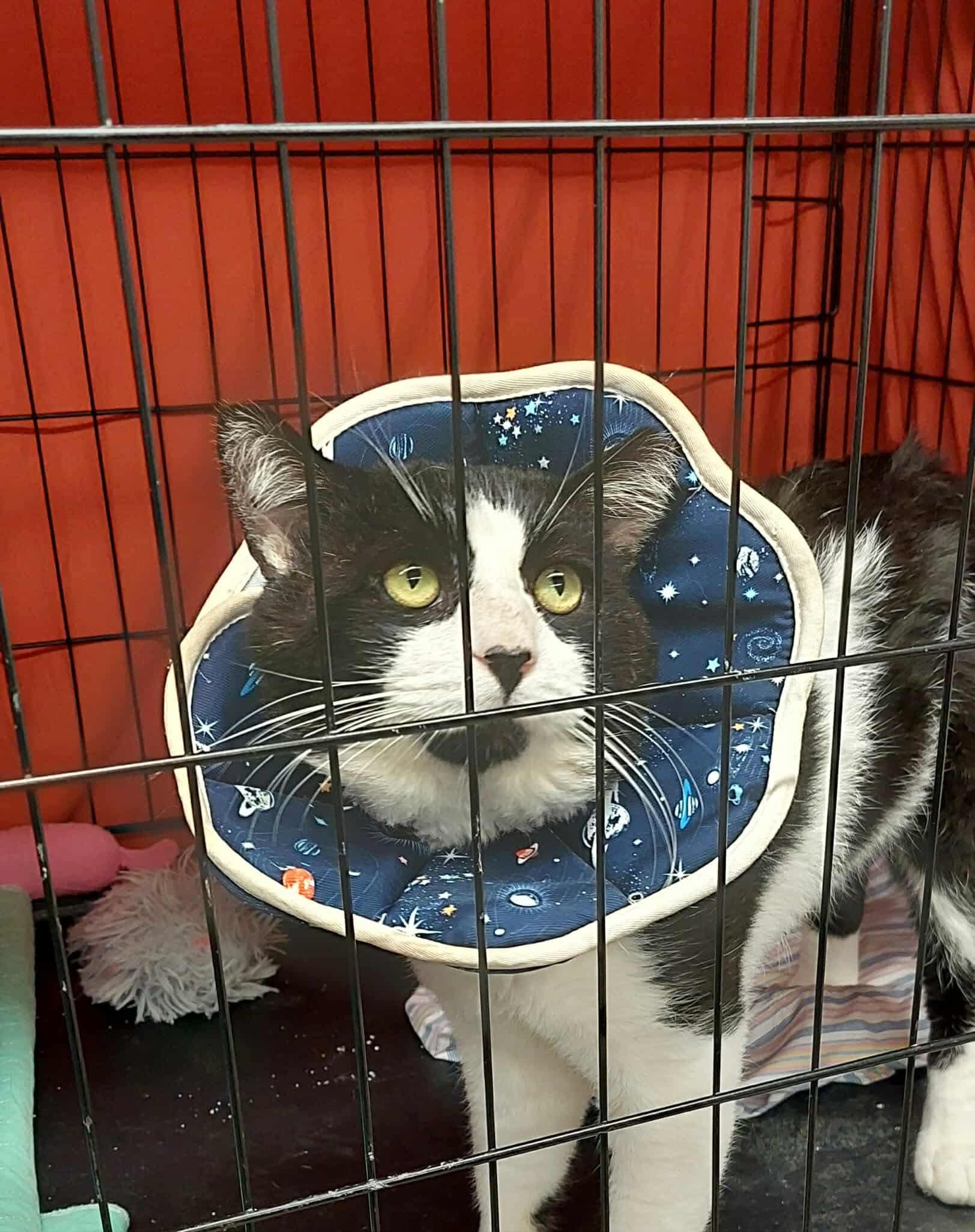 Sam, a Adoptable Domestic Short Hair in Acushnet, MA image 4/6