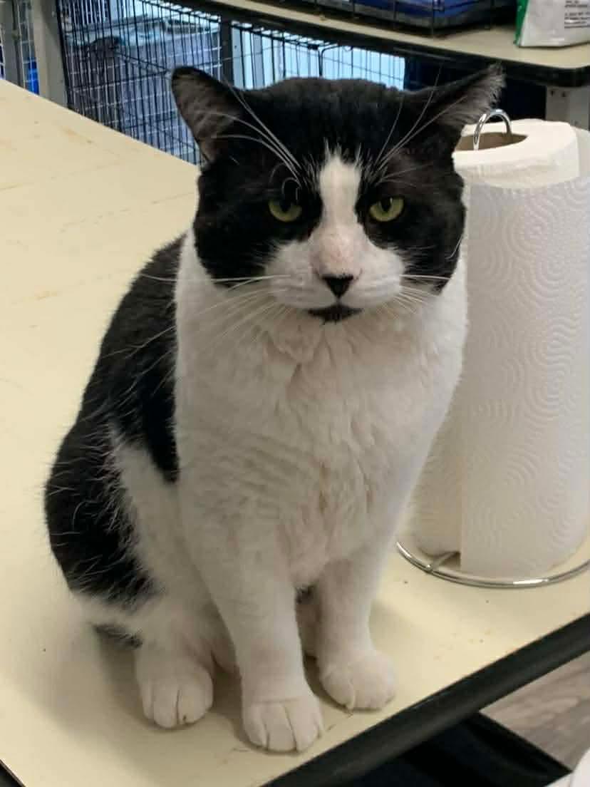 Sam, Adoptable, Adult Male Domestic Short Hair.