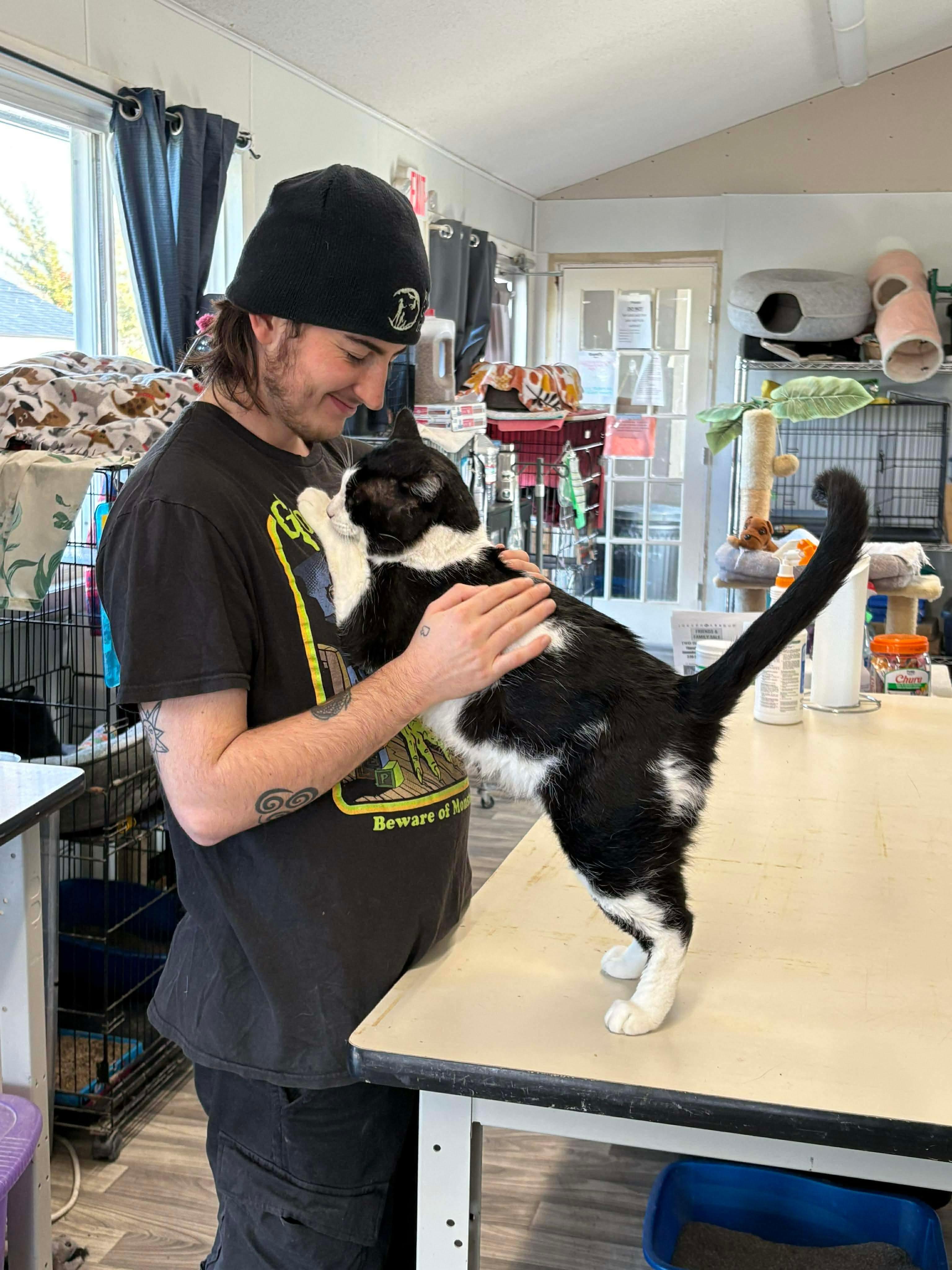 Sam, a Adoptable Domestic Short Hair in Acushnet, MA image 6/6