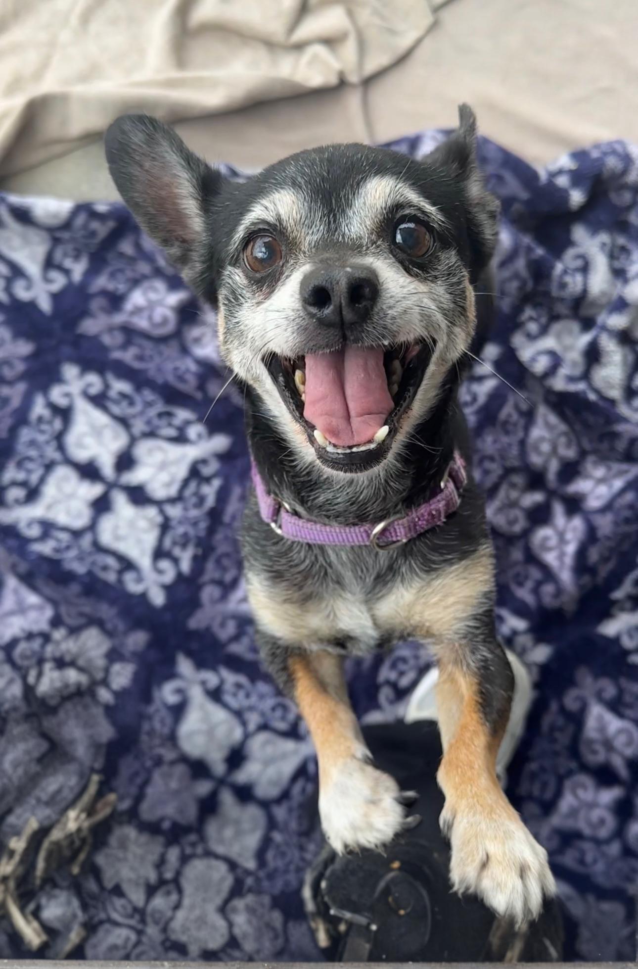 Enlarge Hunter, a Adoptable Mixed Breed in Huntington Beach, CA image 1/1