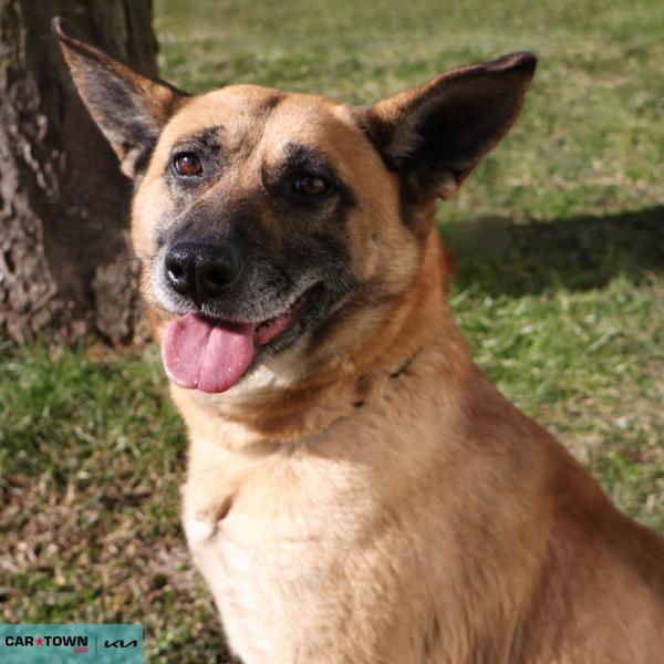 Crash, Adoptable, Adult Female Australian Cattle Dog / Blue Heeler & Shepherd.