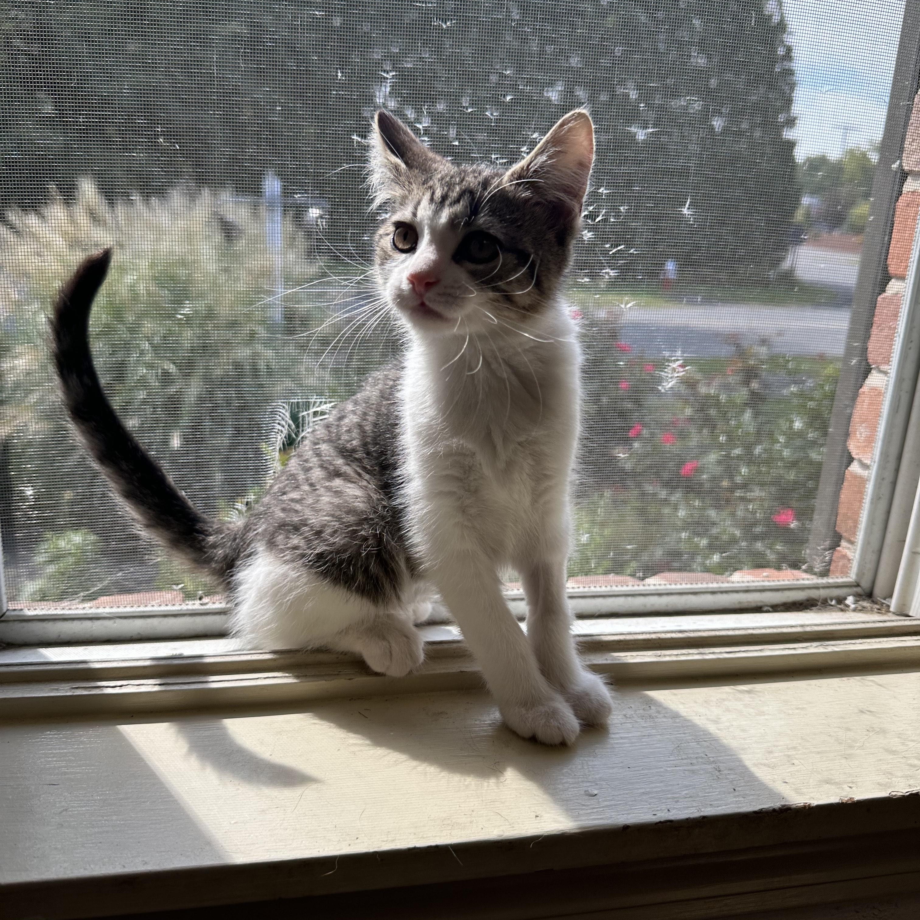 Enlarge Carrie, a Adopted Domestic Short Hair in South Deerfield, MA image 3/3