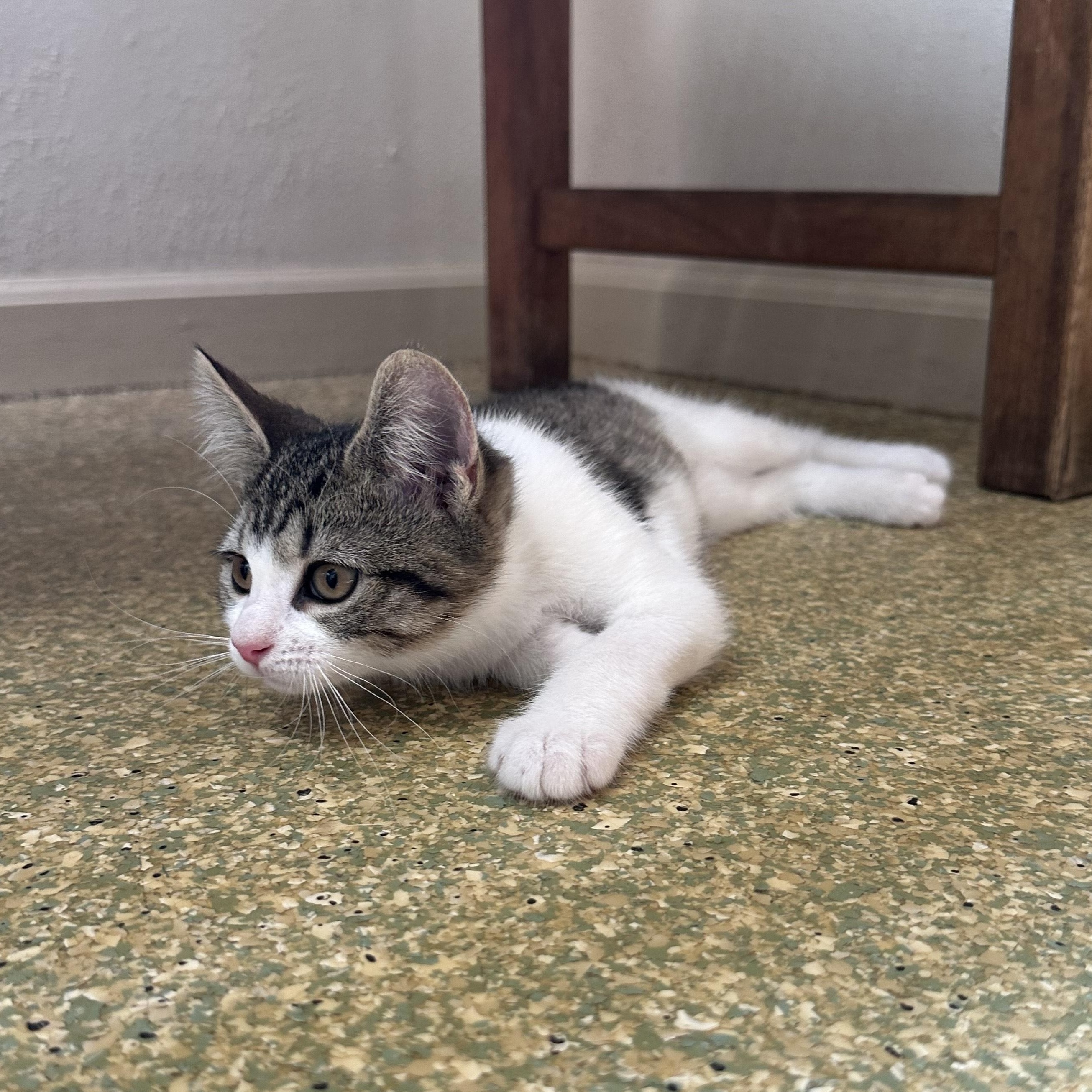 Enlarge Carrie, a Adopted Domestic Short Hair in South Deerfield, MA image 1/3