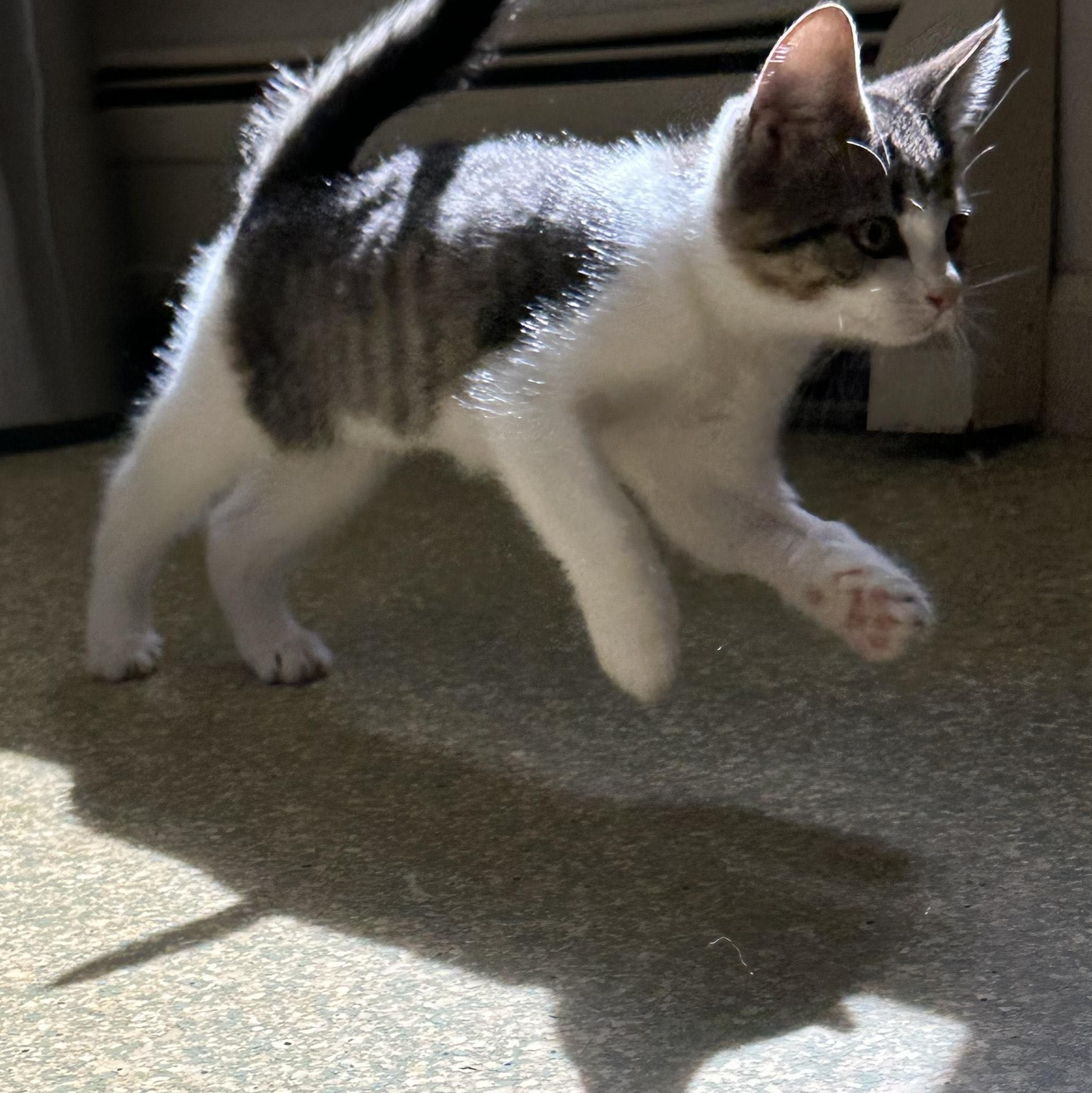 Enlarge Carrie, a Adopted Domestic Short Hair in South Deerfield, MA image 2/3