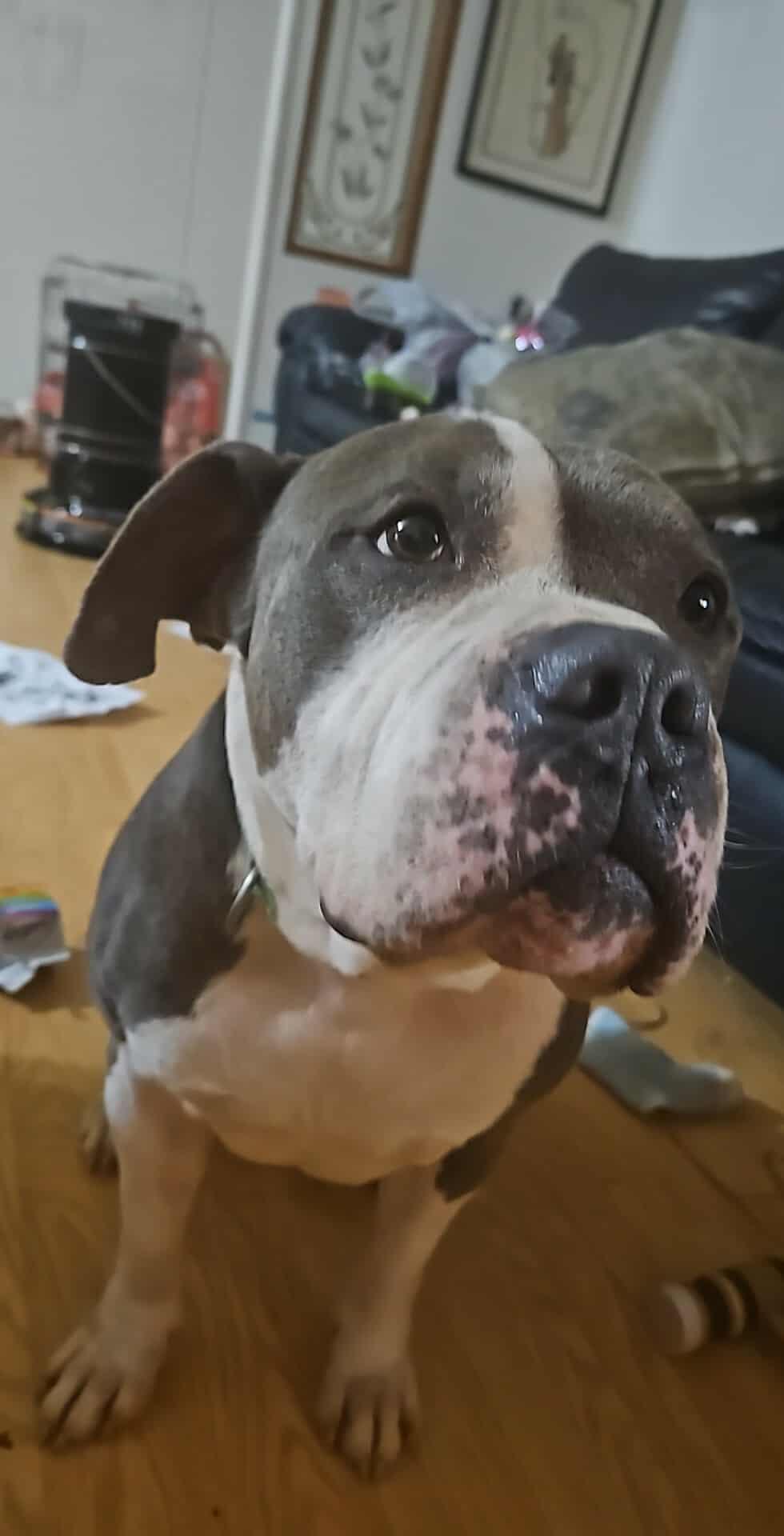 Frank, ADOPTABLE, Adult Male American Bulldog.