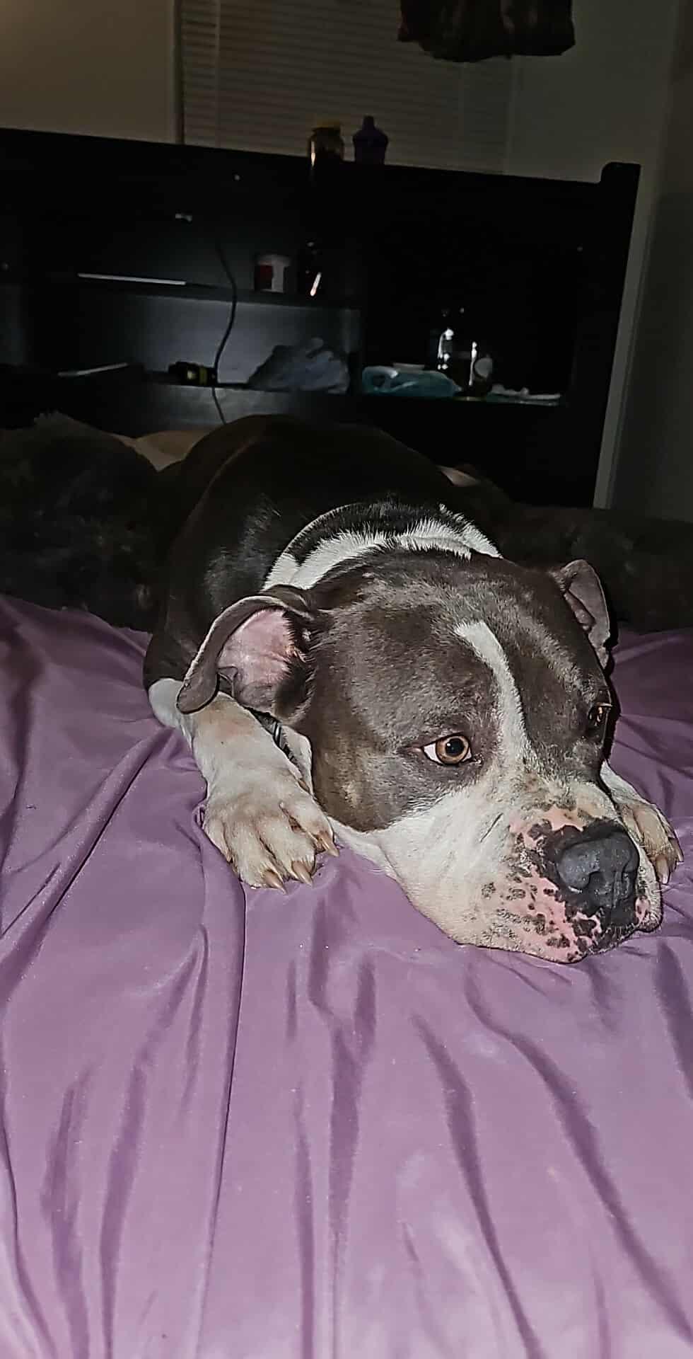 Enlarge Frank, a ADOPTABLE mixed breed in Mount Airy, NC image 3/3