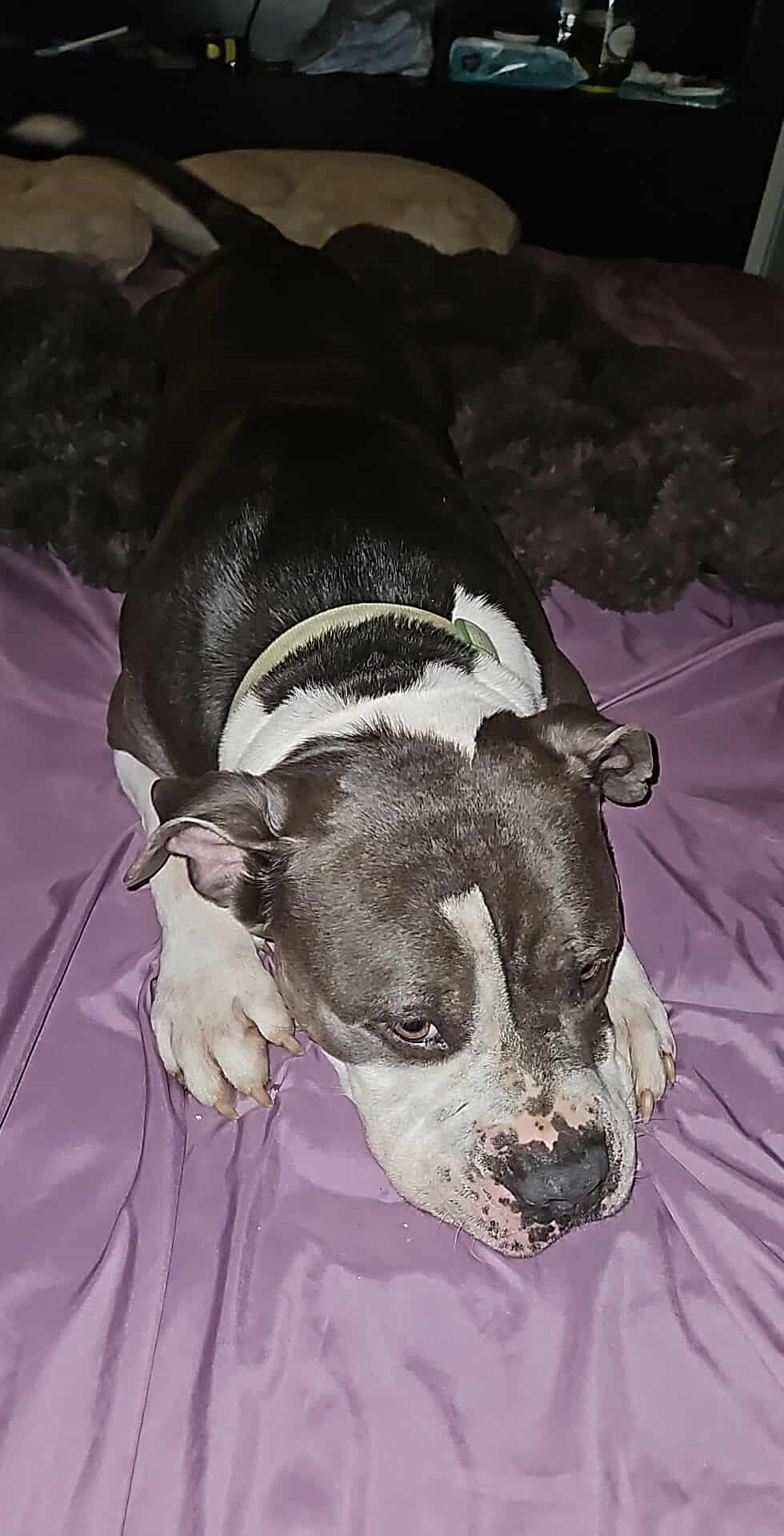 Enlarge Frank, a ADOPTABLE mixed breed in Mount Airy, NC image 2/3