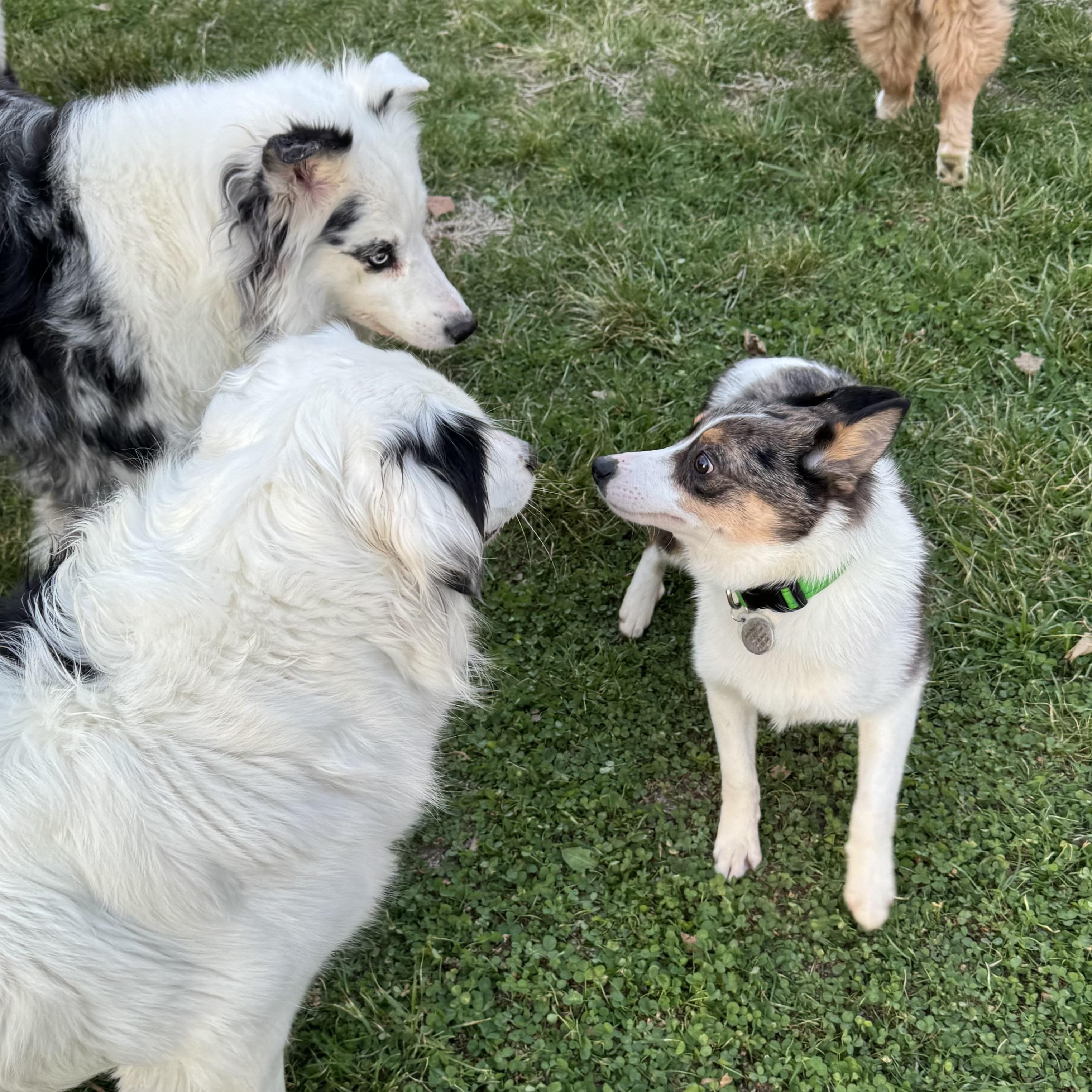 Enlarge Rigby, a ADOPTABLE mixed breed in Louisburg, KS image 4/6