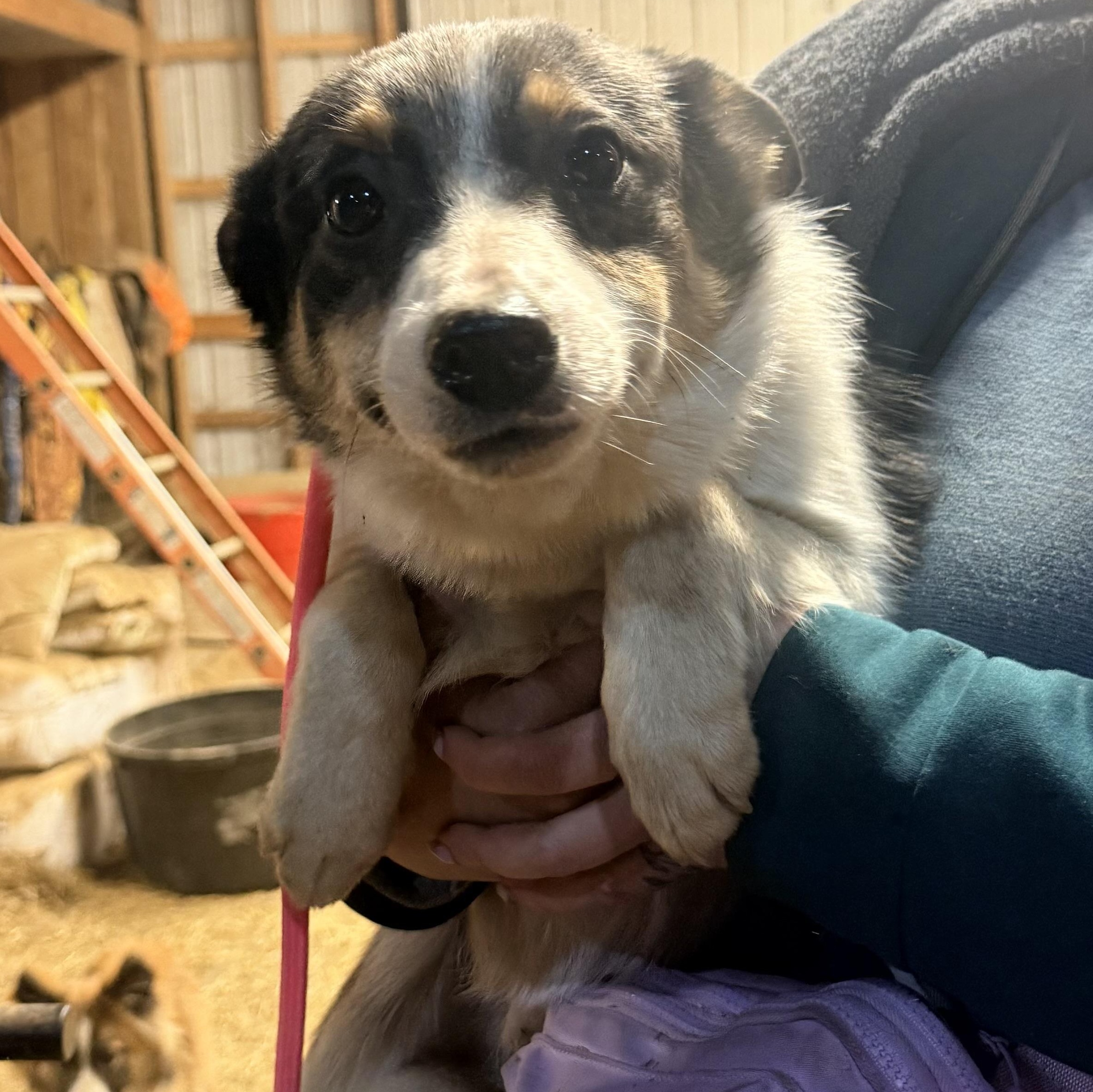Enlarge Rigby, a ADOPTABLE mixed breed in Louisburg, KS image 4/6