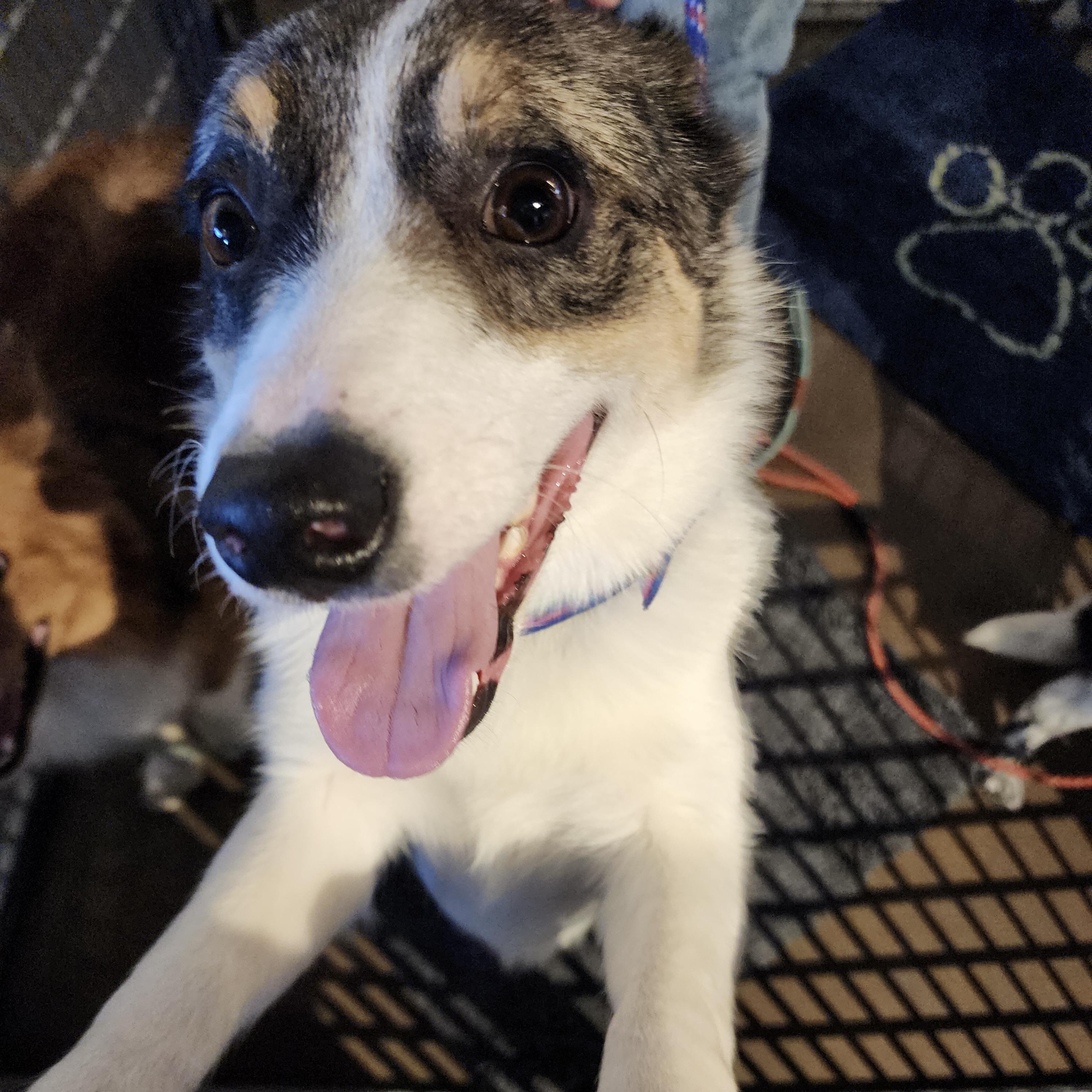 Enlarge Rigby, a ADOPTABLE mixed breed in Louisburg, KS image 5/6