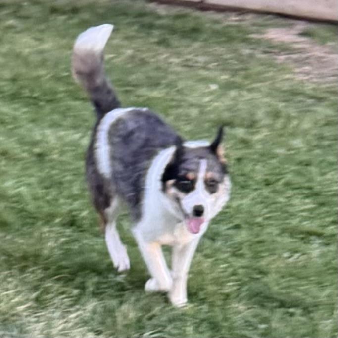 Enlarge Rigby, a ADOPTABLE mixed breed in Louisburg, KS image 3/6