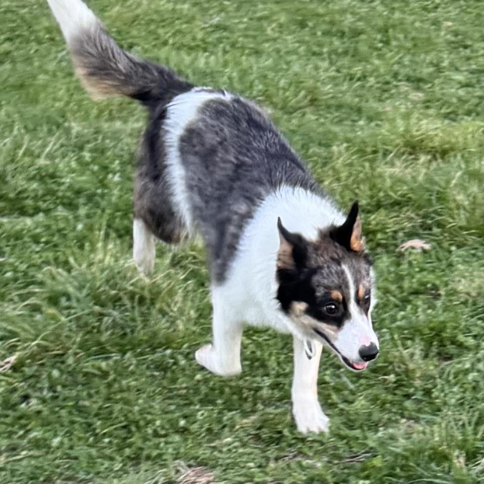 Enlarge Rigby, a ADOPTABLE mixed breed in Louisburg, KS image 5/6