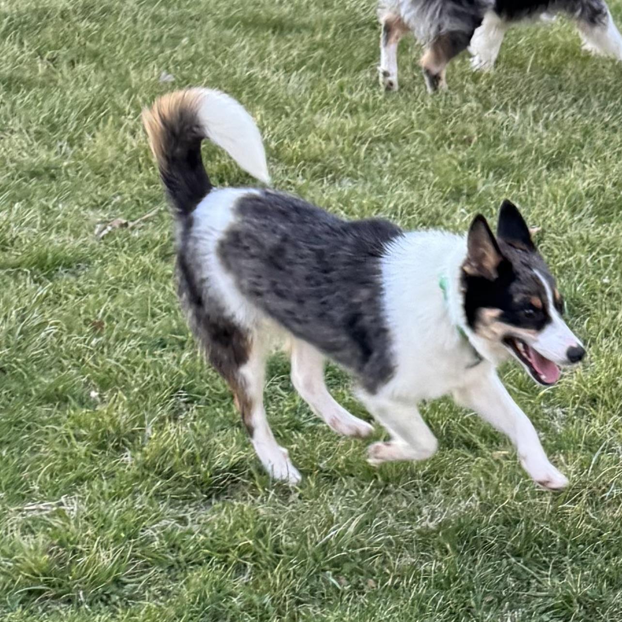 Enlarge Rigby, a ADOPTABLE mixed breed in Louisburg, KS image 2/6