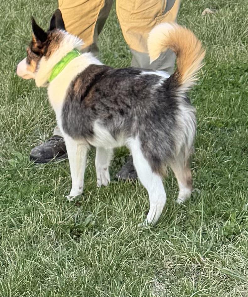 Enlarge Rigby, a ADOPTABLE mixed breed in Louisburg, KS image 6/6