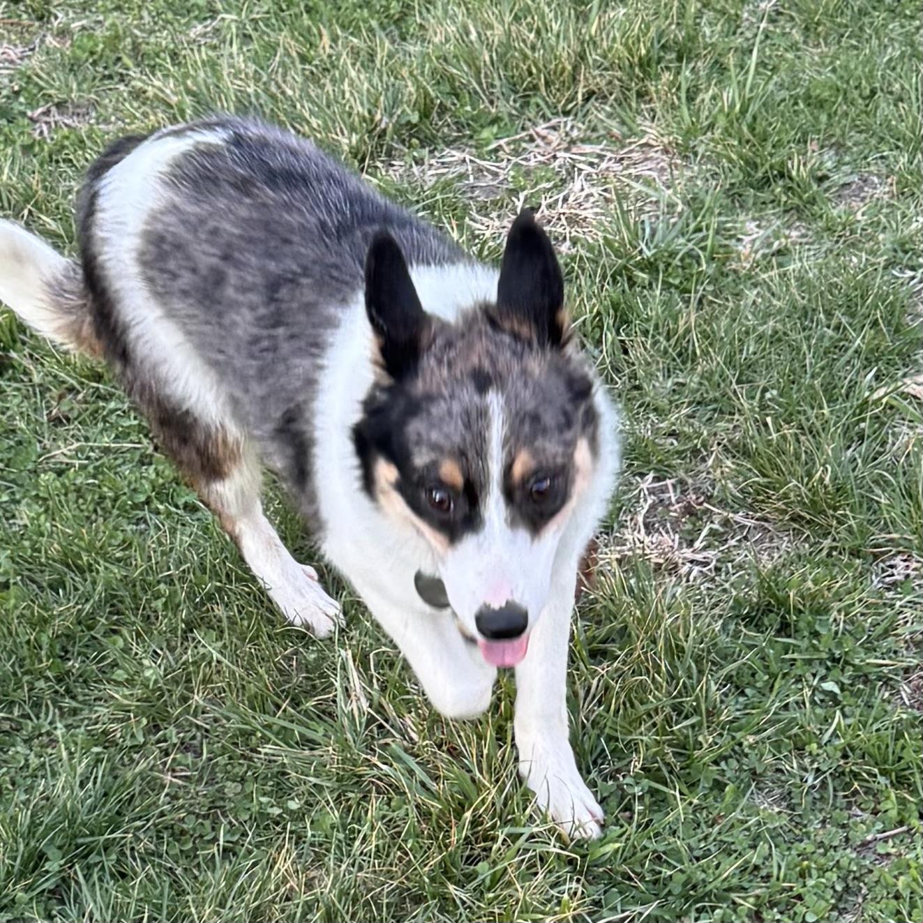 Rigby, ADOPTABLE, Young Male Corgi & Australian Cattle Dog / Blue Heeler.
