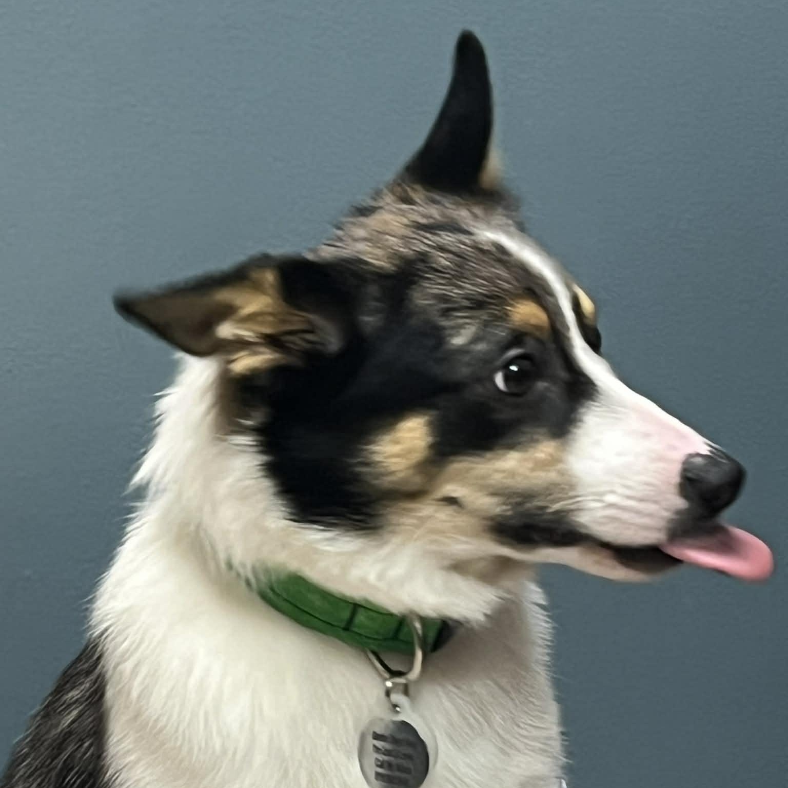 Enlarge Rigby, a ADOPTABLE mixed breed in Louisburg, KS image 6/6