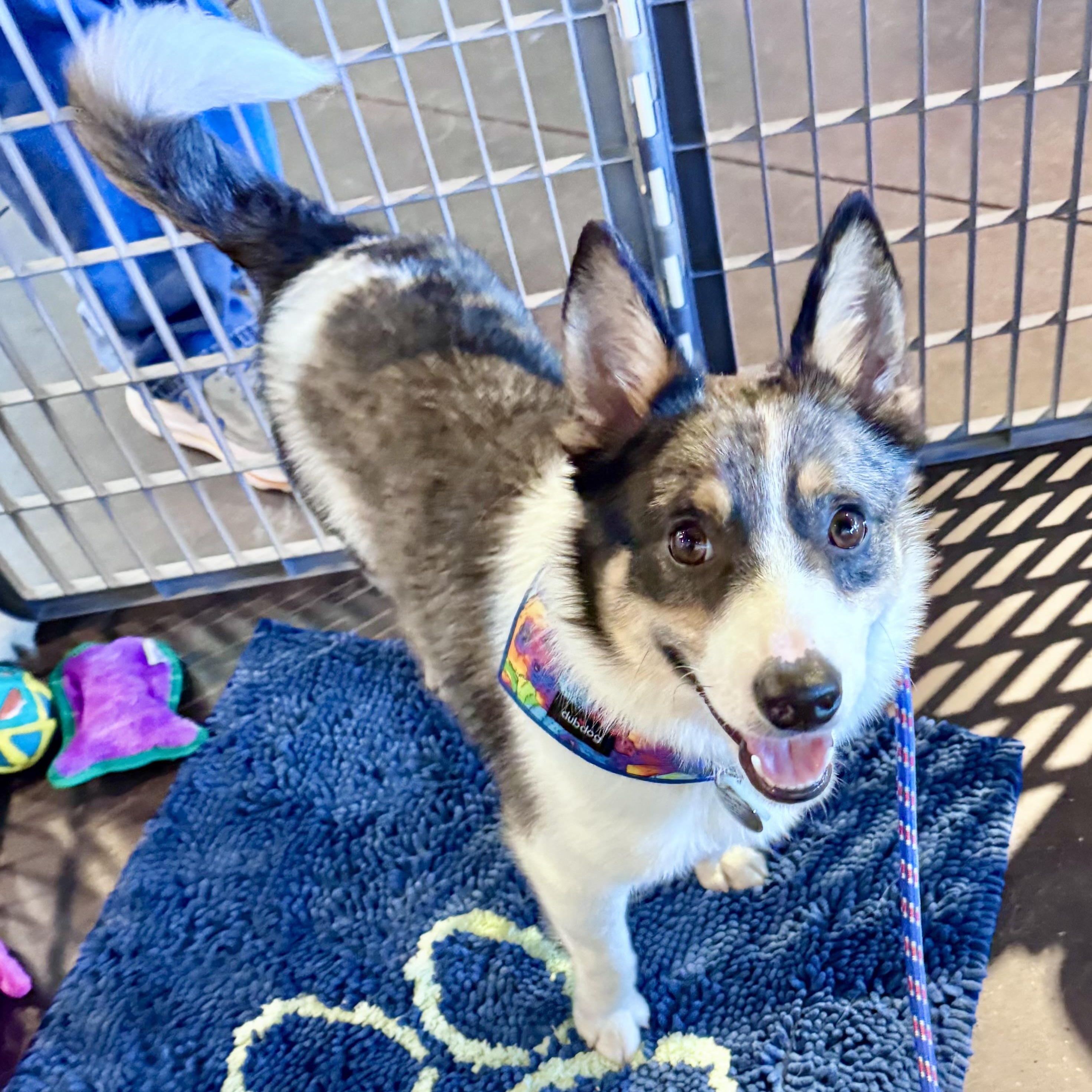 Enlarge Rigby, a ADOPTABLE mixed breed in Louisburg, KS image 1/6