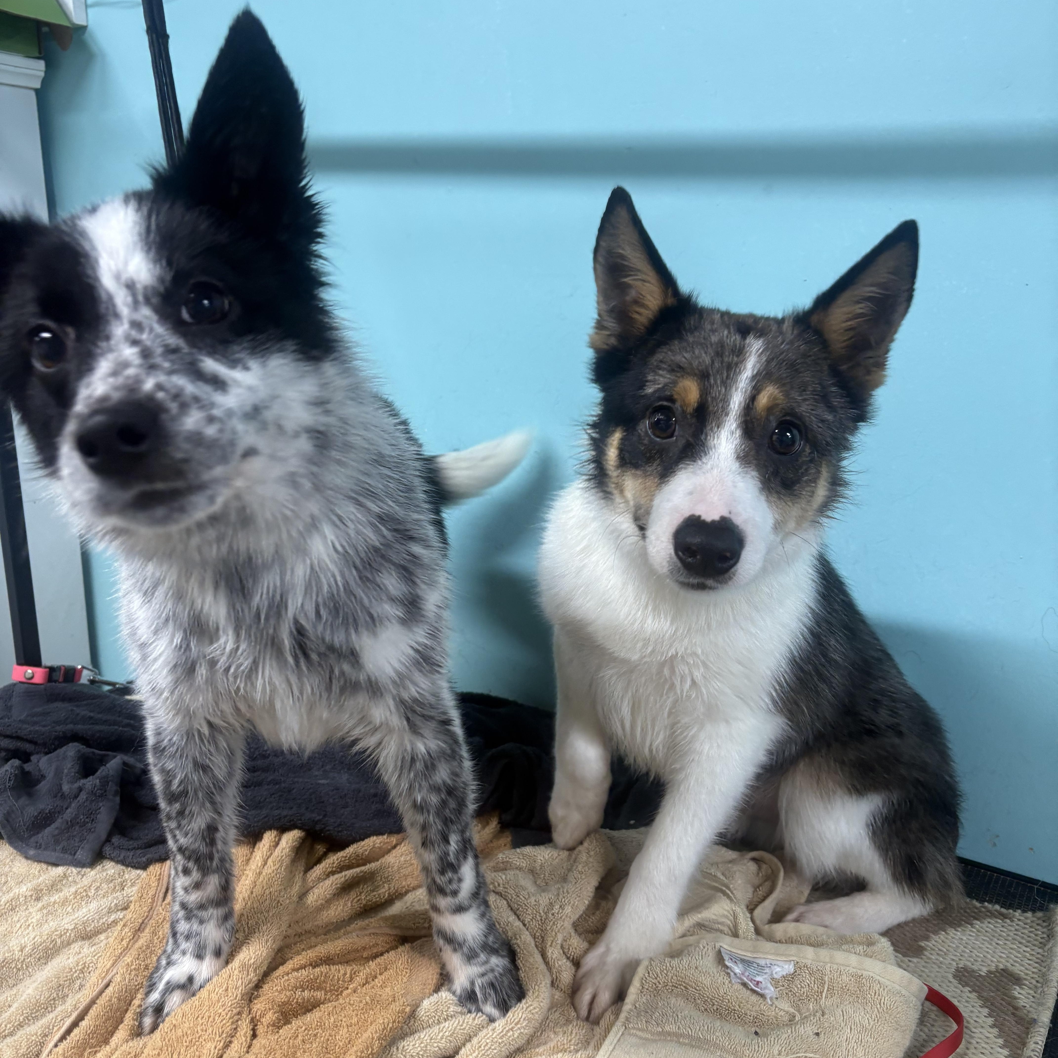 Enlarge Rigby, a ADOPTABLE mixed breed in Louisburg, KS image 2/6