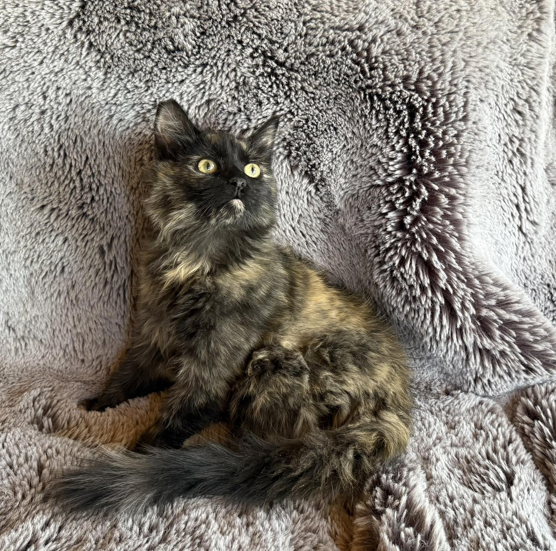 Kelsie, an adoptable Tortoiseshell in Torrey, UT, 84775 | Photo Image 6