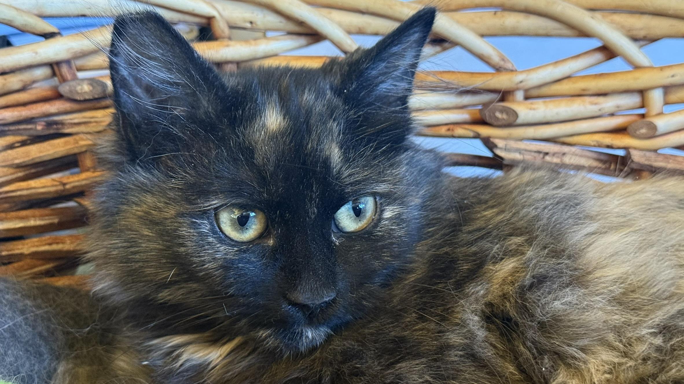 Kelsie, an adoptable Tortoiseshell in Torrey, UT, 84775 | Photo Image 1