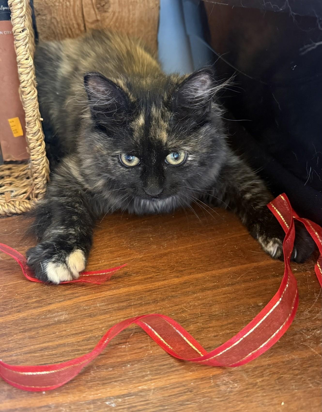 Kelsie, an adoptable Tortoiseshell in Torrey, UT, 84775 | Photo Image 3