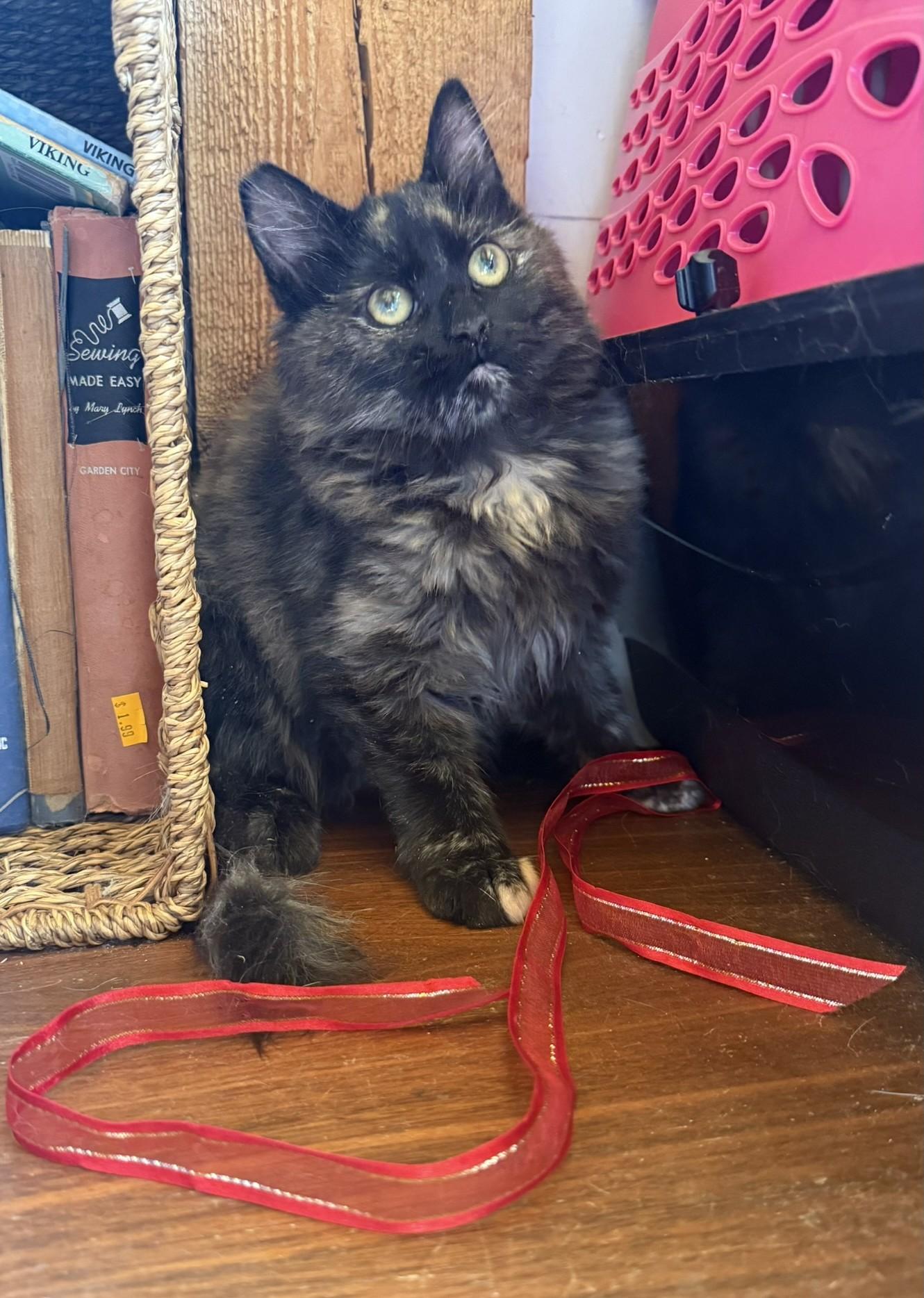 Kelsie, an adoptable Tortoiseshell in Torrey, UT, 84775 | Photo Image 4