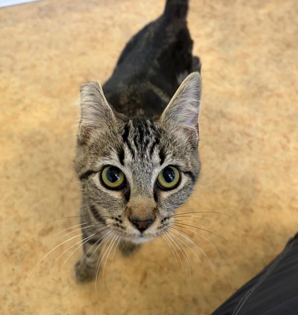 Enlarge Marie, a Adoptable mixed breed in Dublin, CA image 1/1