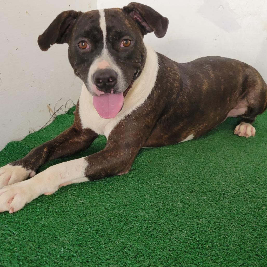 Odie, a Adoptable Mixed Breed image 1/3