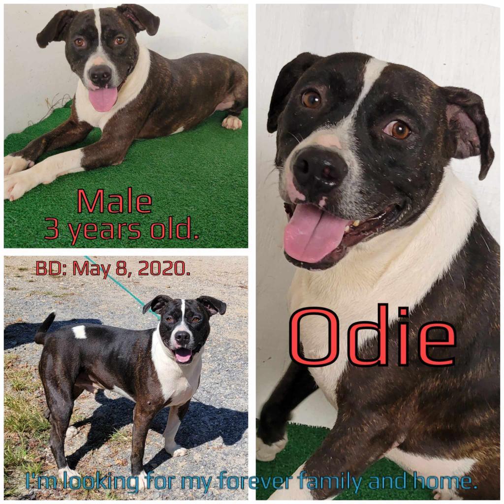 Odie, a Adoptable Mixed Breed image 2/3