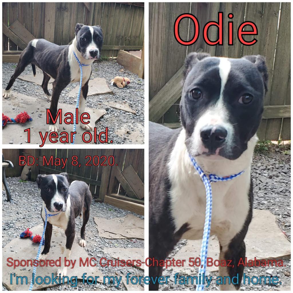 Odie, a Adoptable Mixed Breed image 3/3
