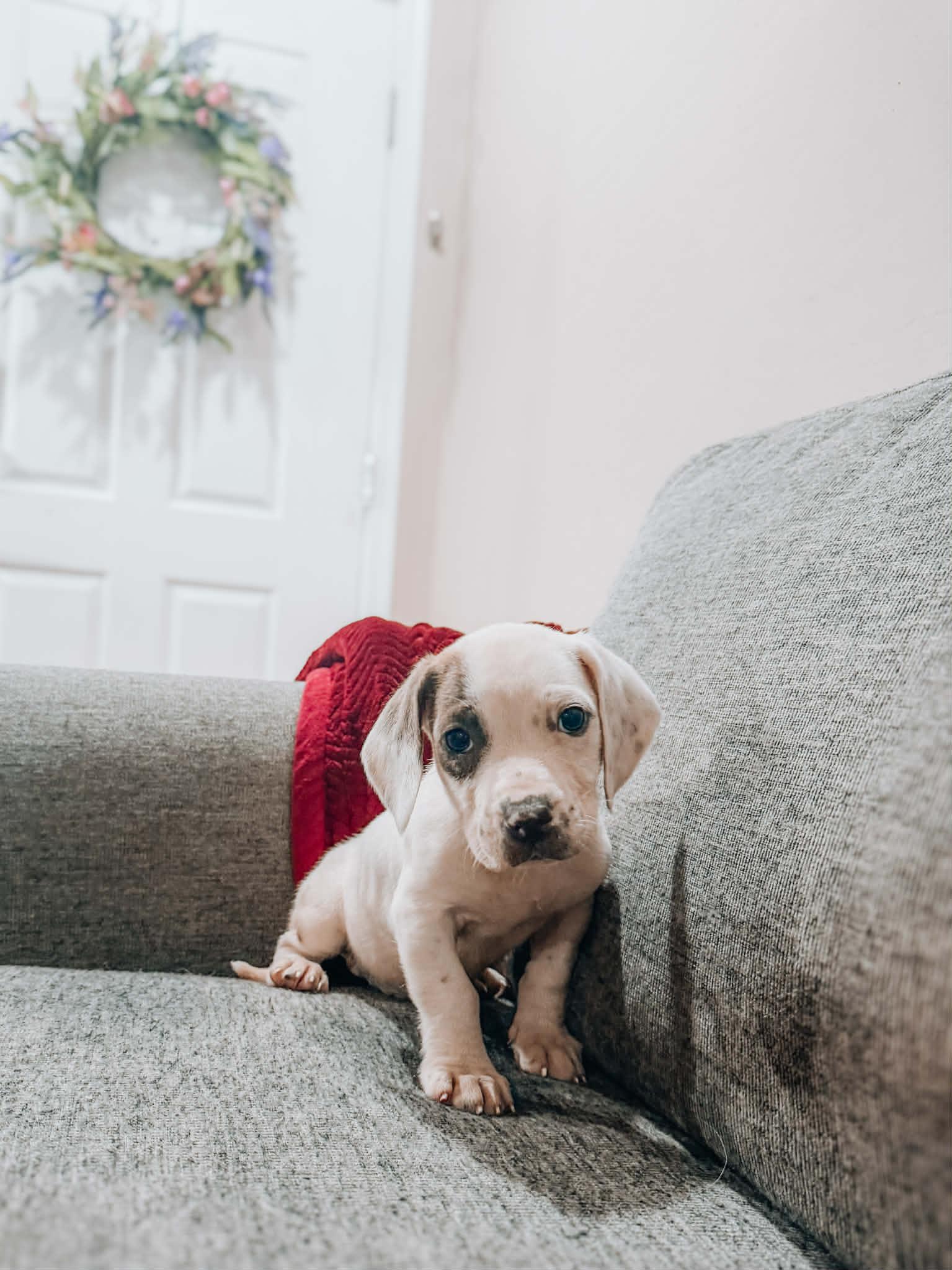 Enlarge Darren, a ADOPTABLE mixed breed in Goodyear, AZ image 2/3