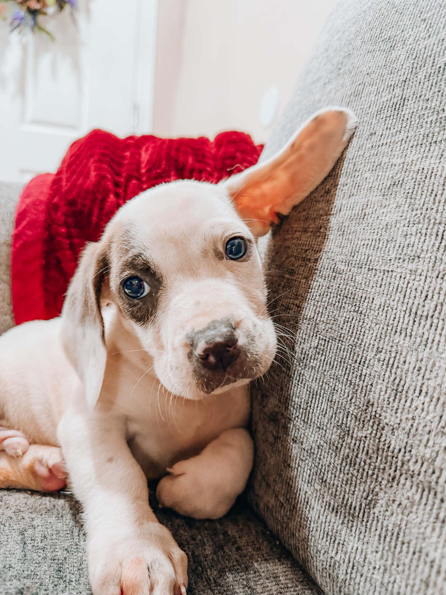 Enlarge Darren, a ADOPTABLE mixed breed in Goodyear, AZ image 3/3