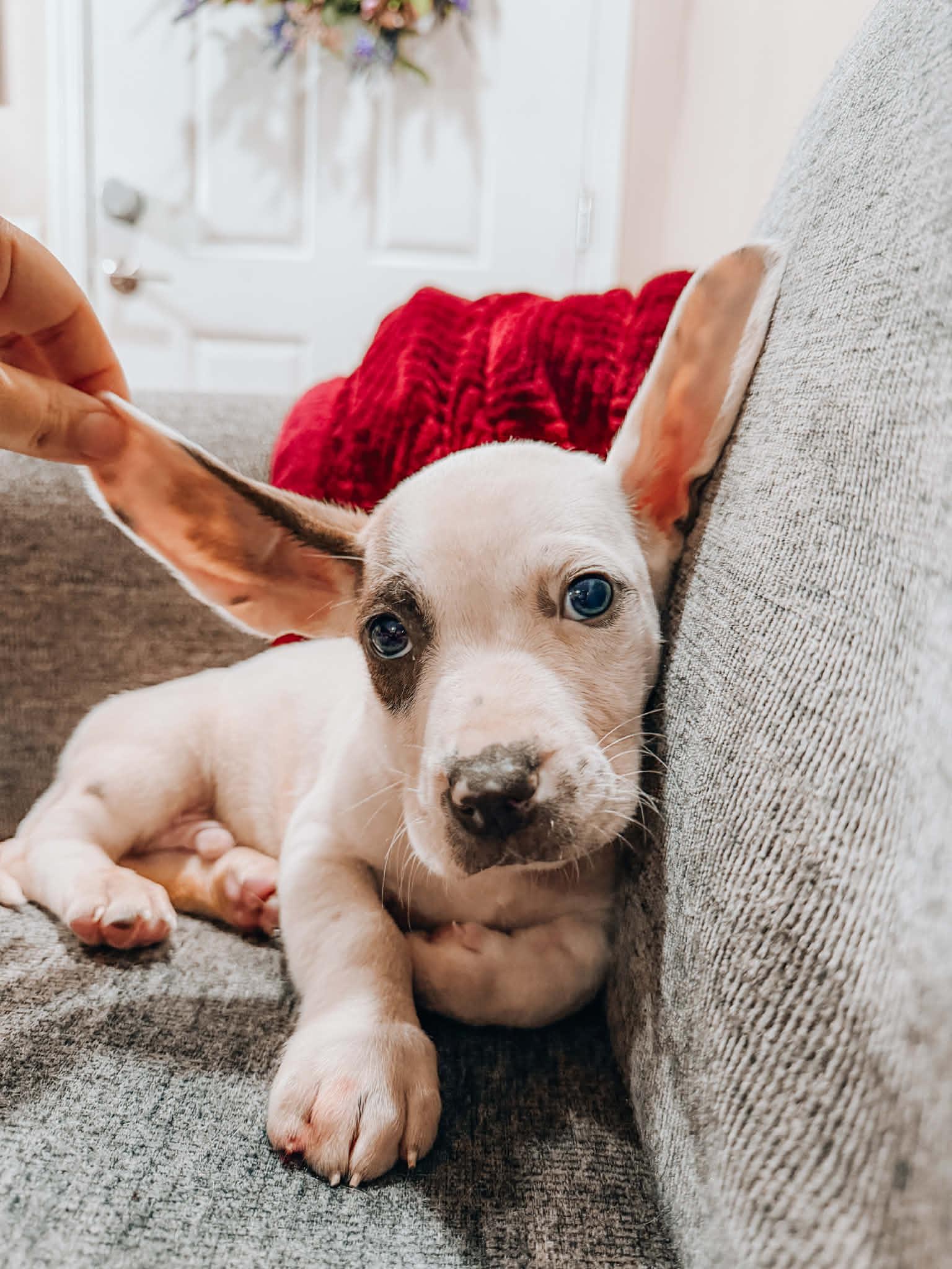 Enlarge Darren, a ADOPTABLE mixed breed in Goodyear, AZ image 1/3