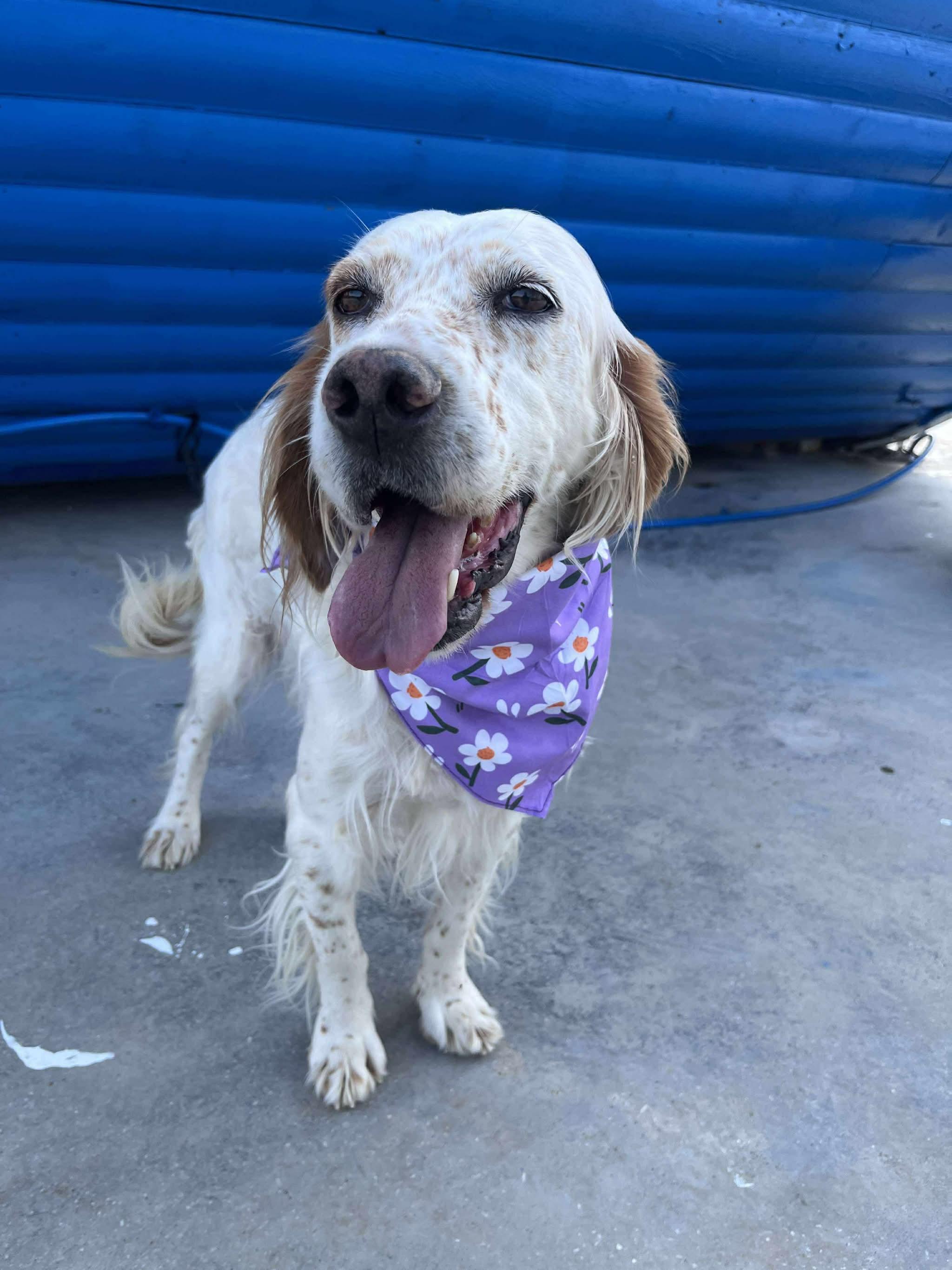 Sydney, a ADOPTABLE Setter in Bellingham, WA image 4/4