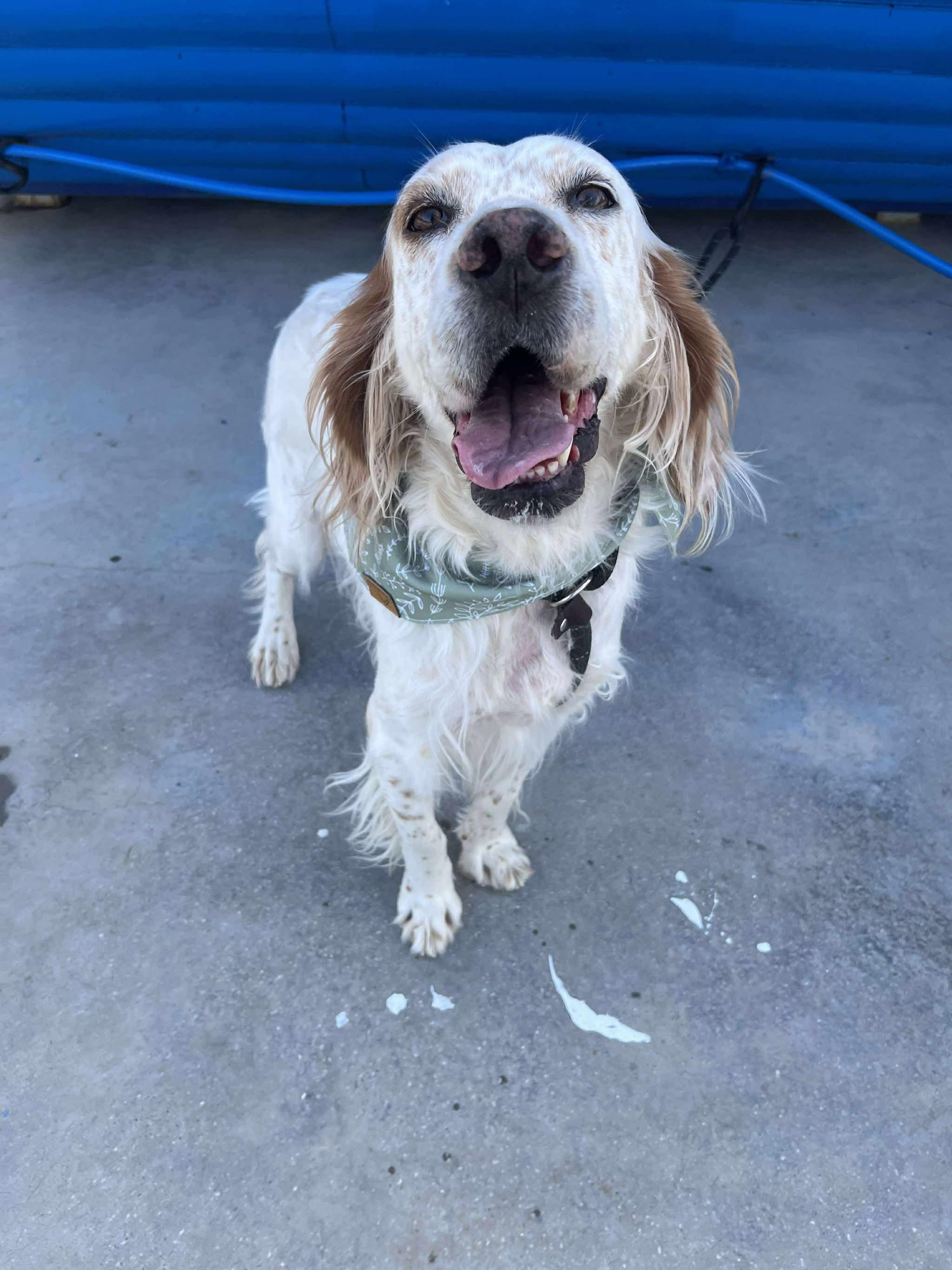 Sydney, a ADOPTABLE Setter in Bellingham, WA image 2/4