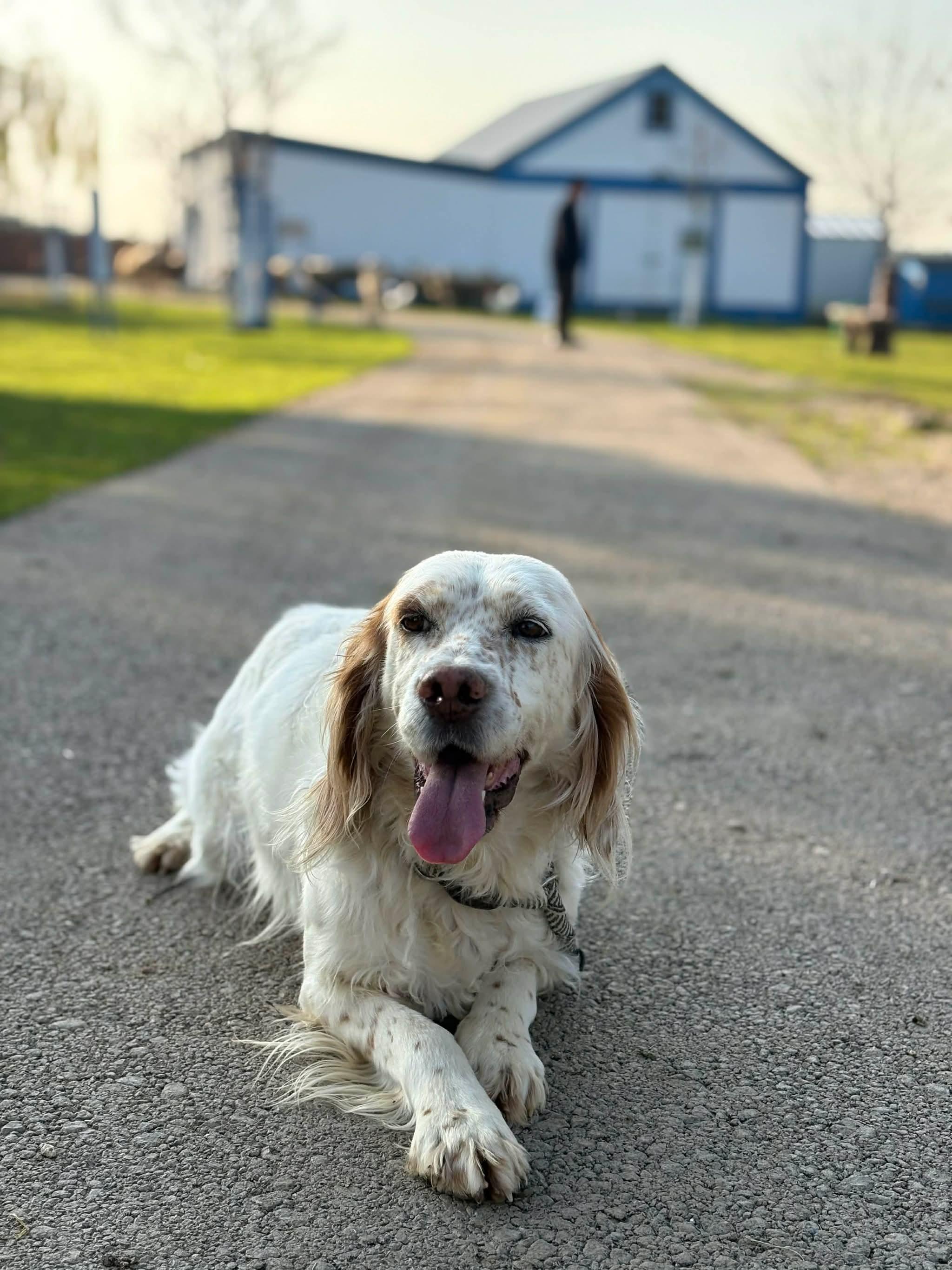 Sydney, a ADOPTABLE Setter in Bellingham, WA image 1/4